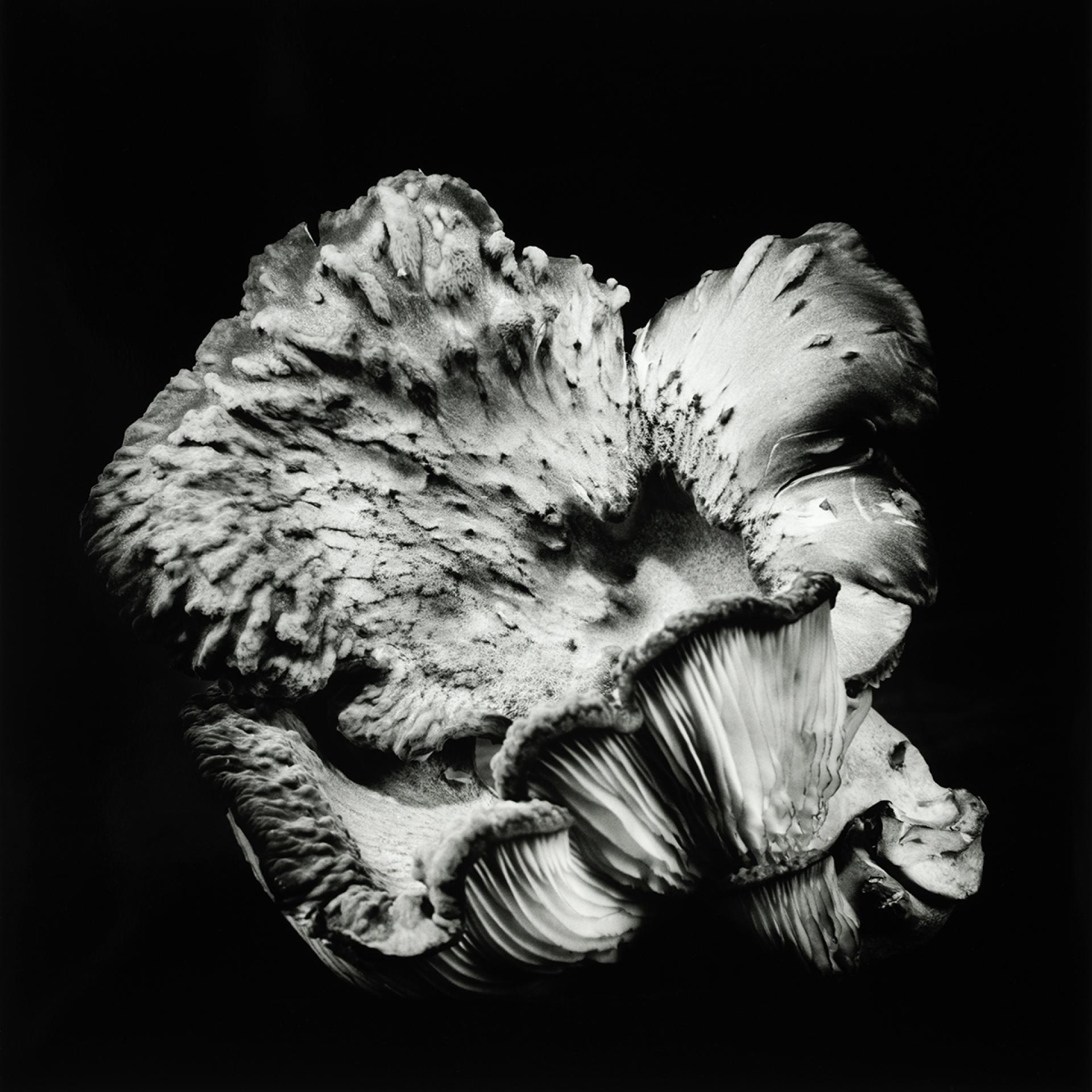 European Photography Awards Winner - Poetic