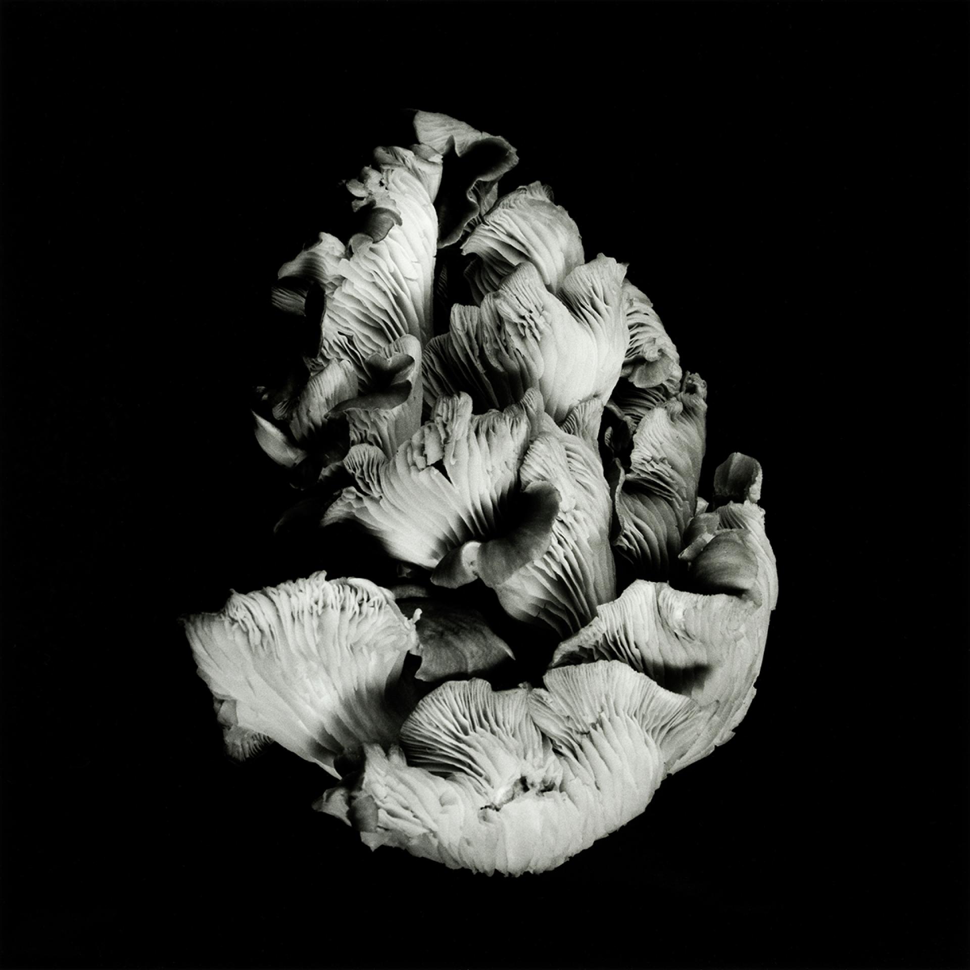 European Photography Awards Winner - Poetic