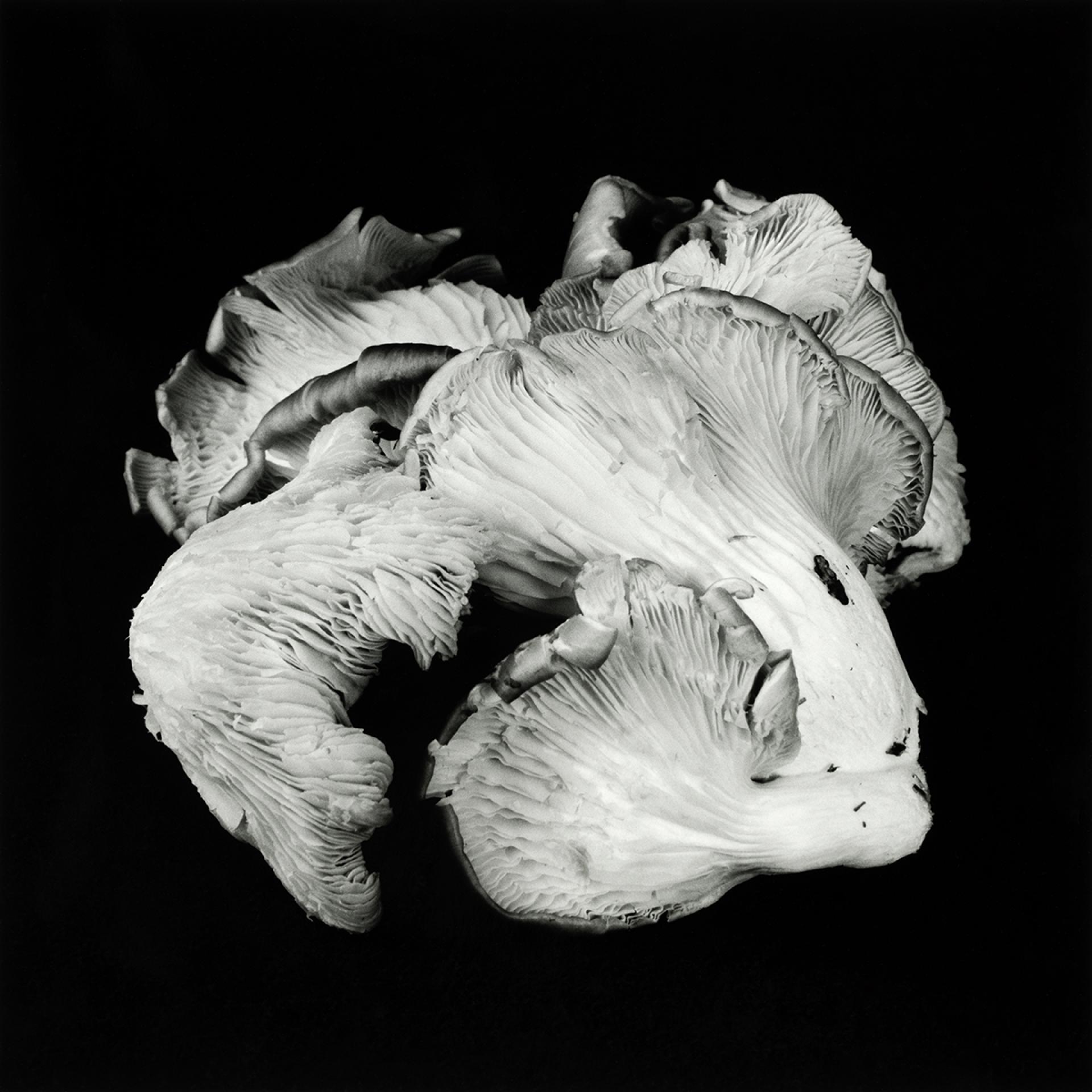 European Photography Awards Winner - Poetic