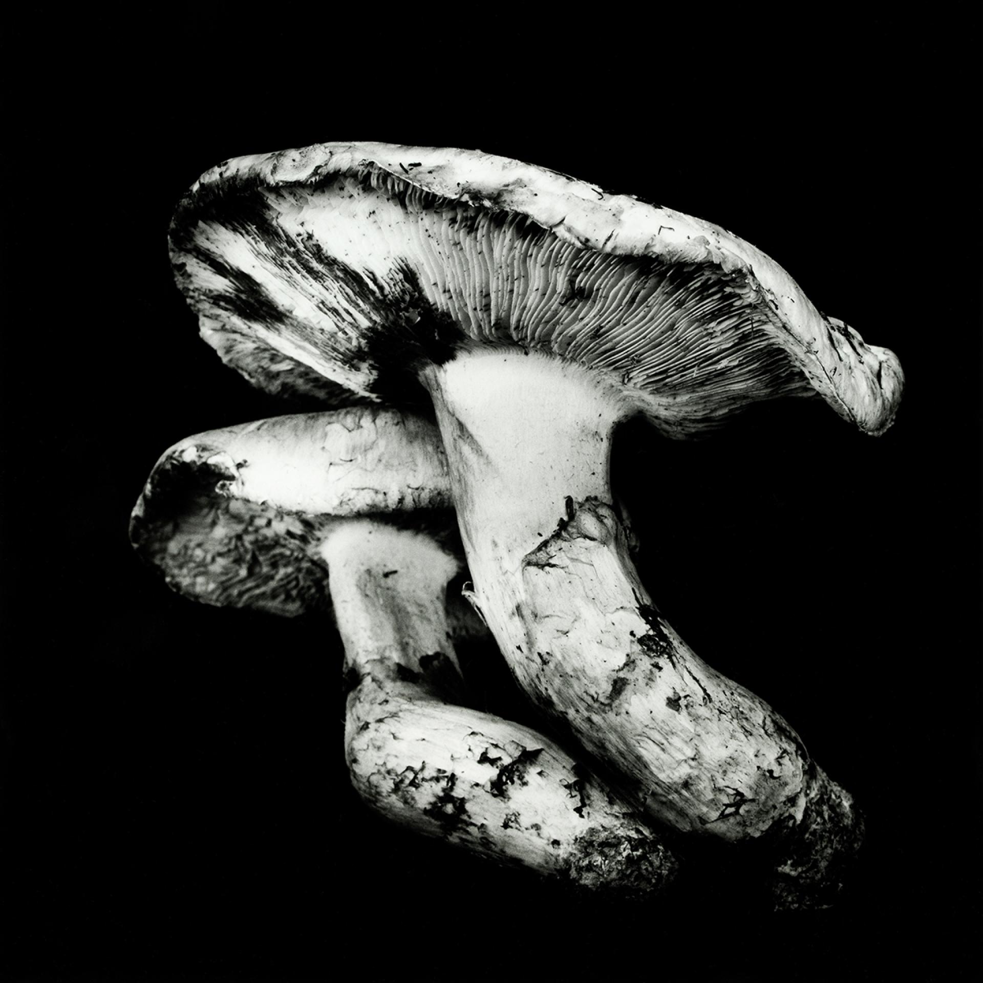 European Photography Awards Winner - Poetic