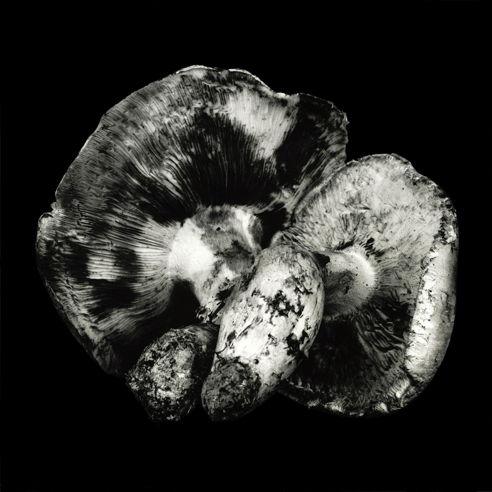 European Photography Awards Winner - Poetic