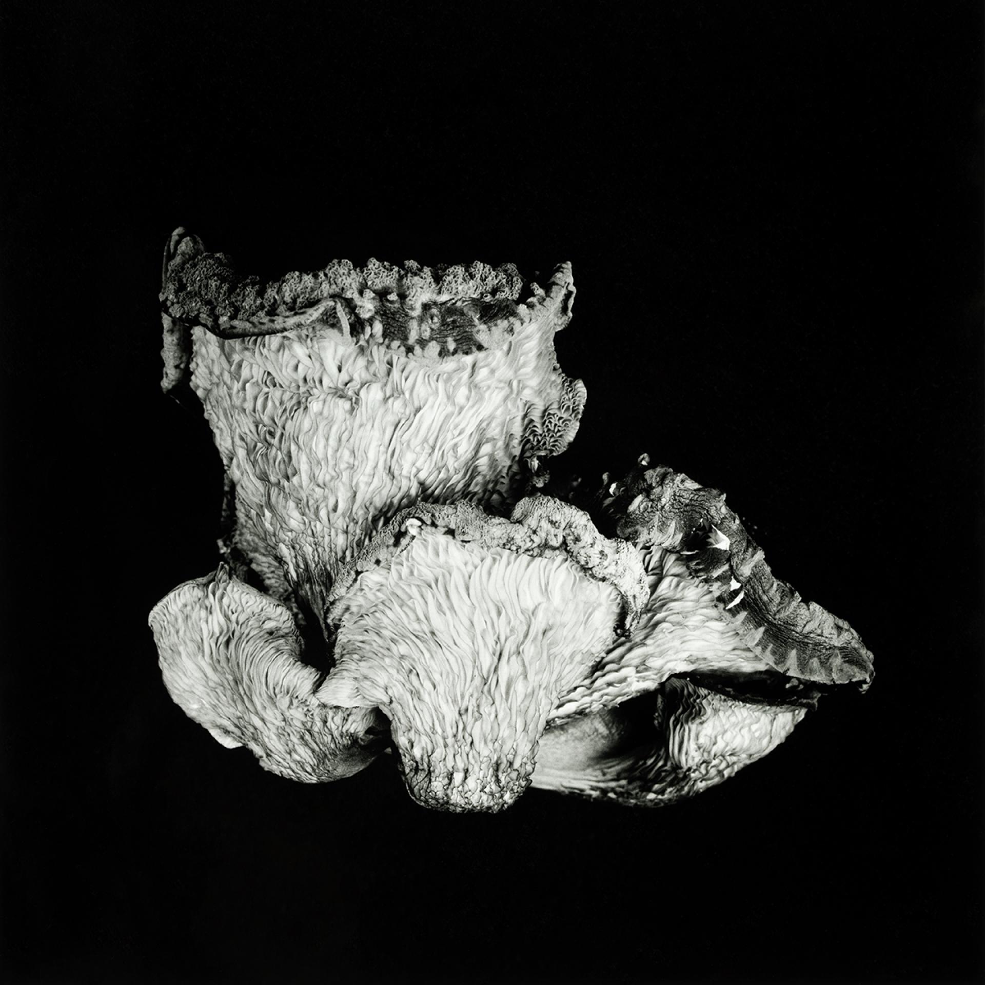 European Photography Awards Winner - Poetic