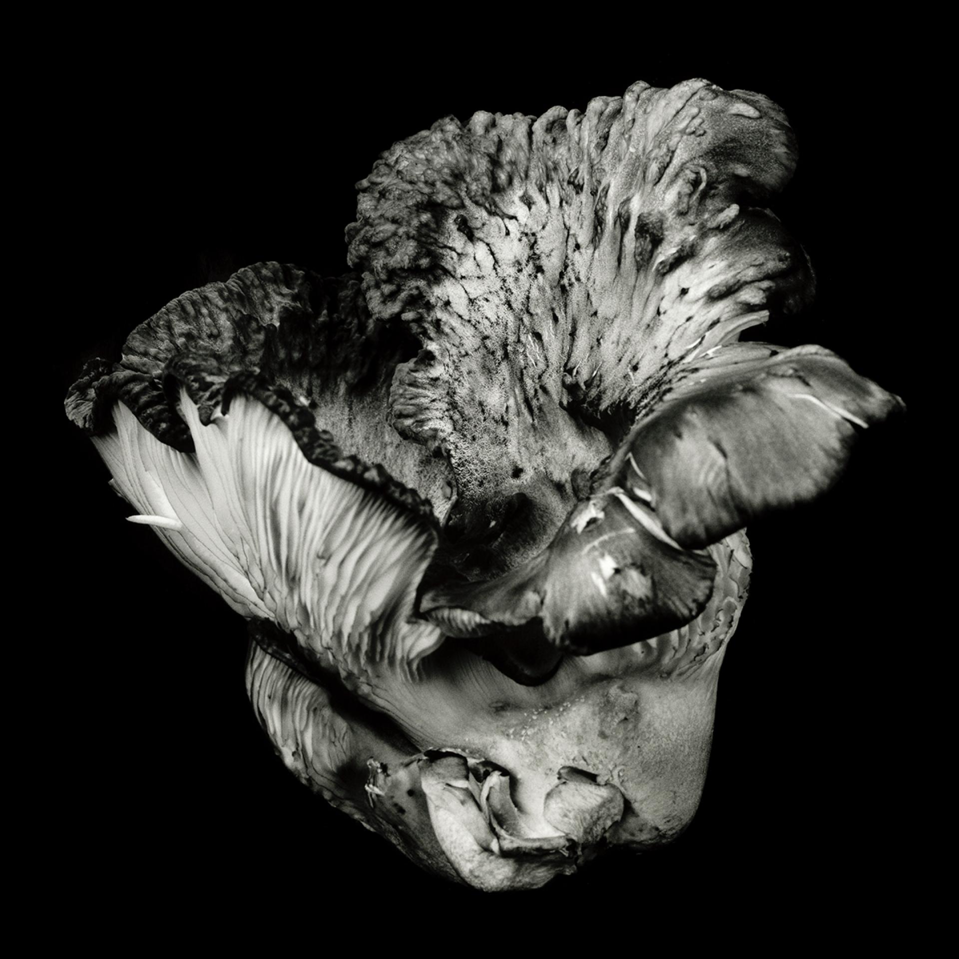 European Photography Awards Winner - Poetic