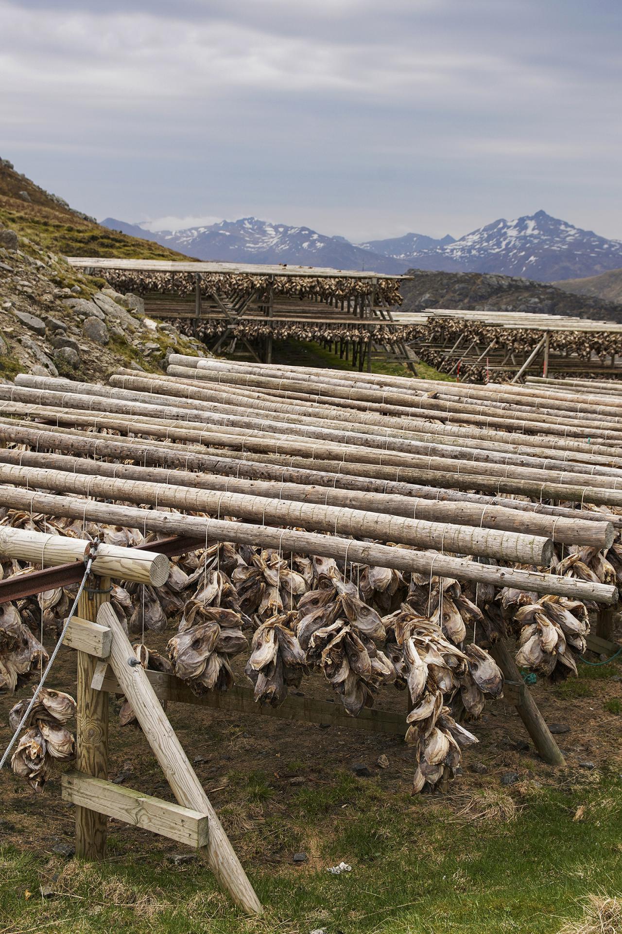 European Photography Awards Winner - Stockfish for Days 