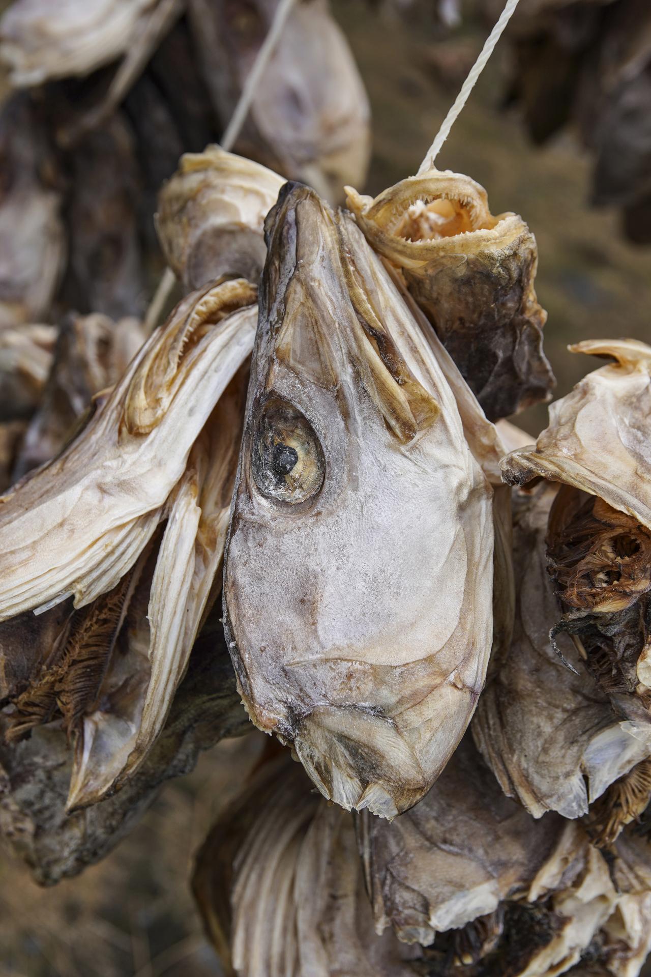 European Photography Awards Winner - Stockfish for Days 