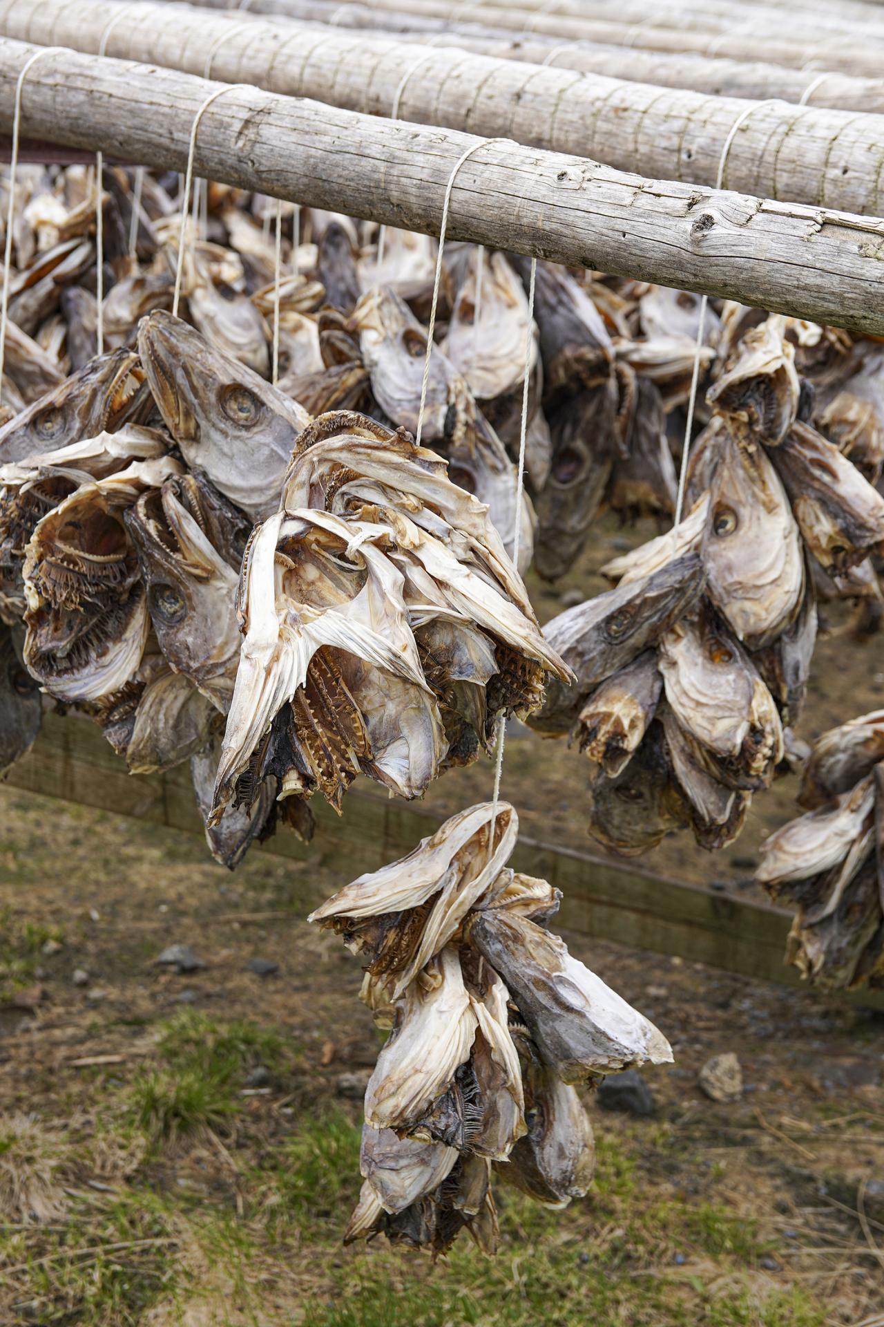 European Photography Awards Winner - Stockfish for Days 
