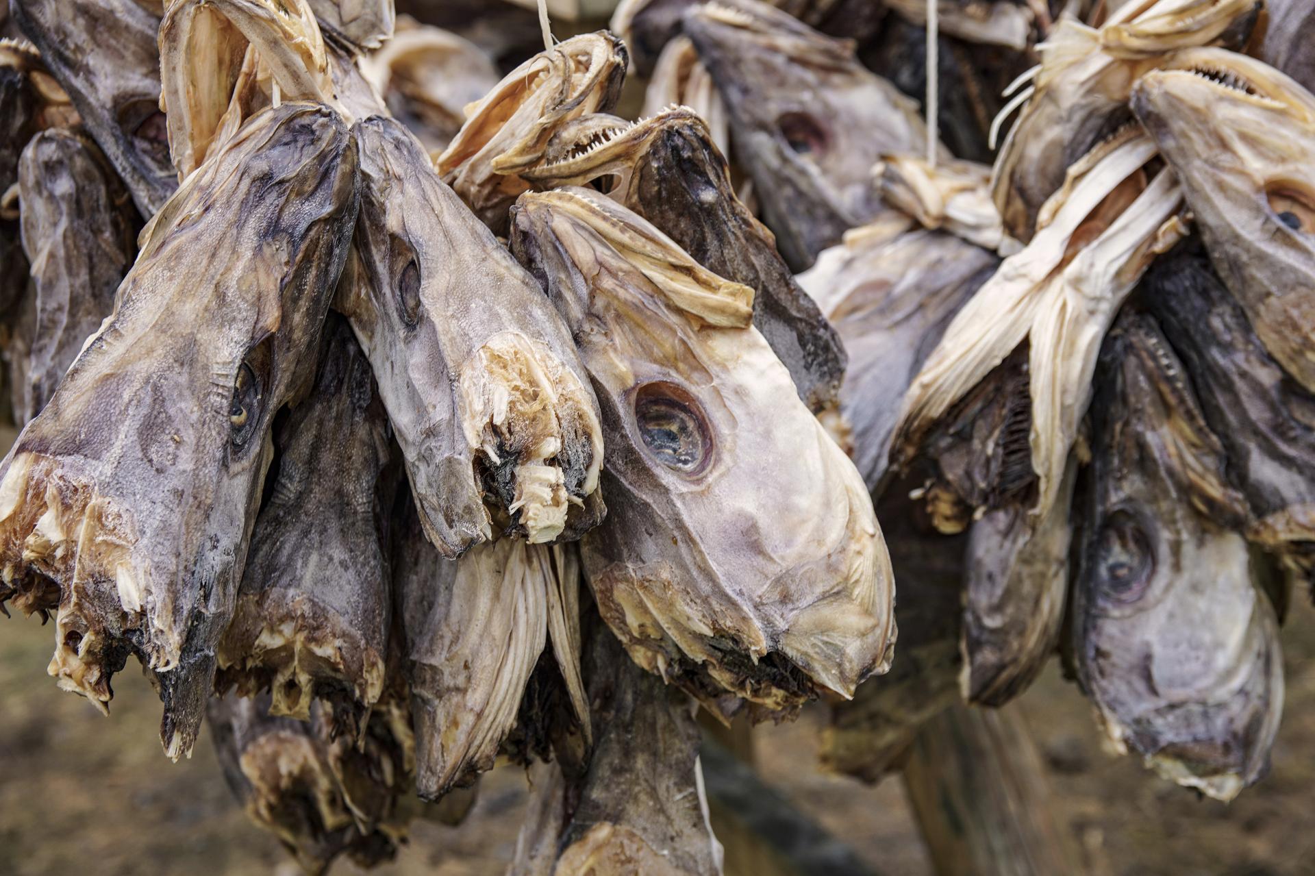 European Photography Awards Winner - Stockfish for Days 
