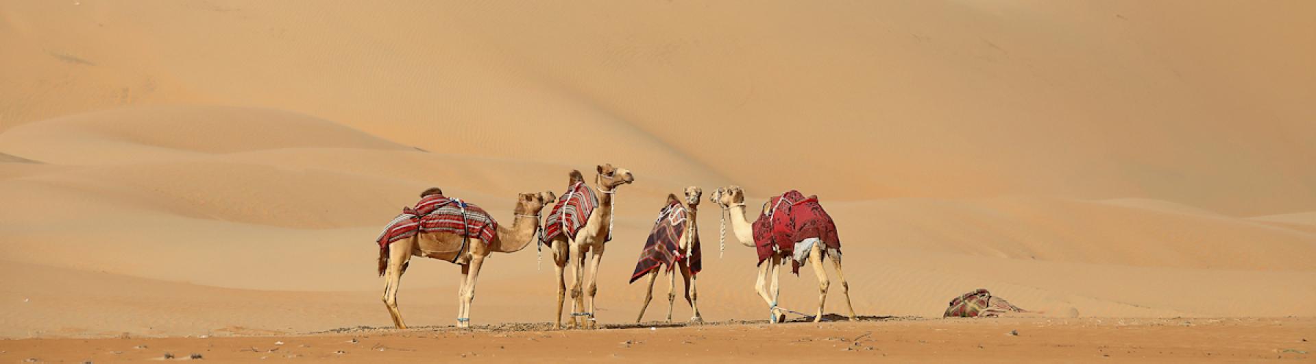 European Photography Awards Winner - desert ships