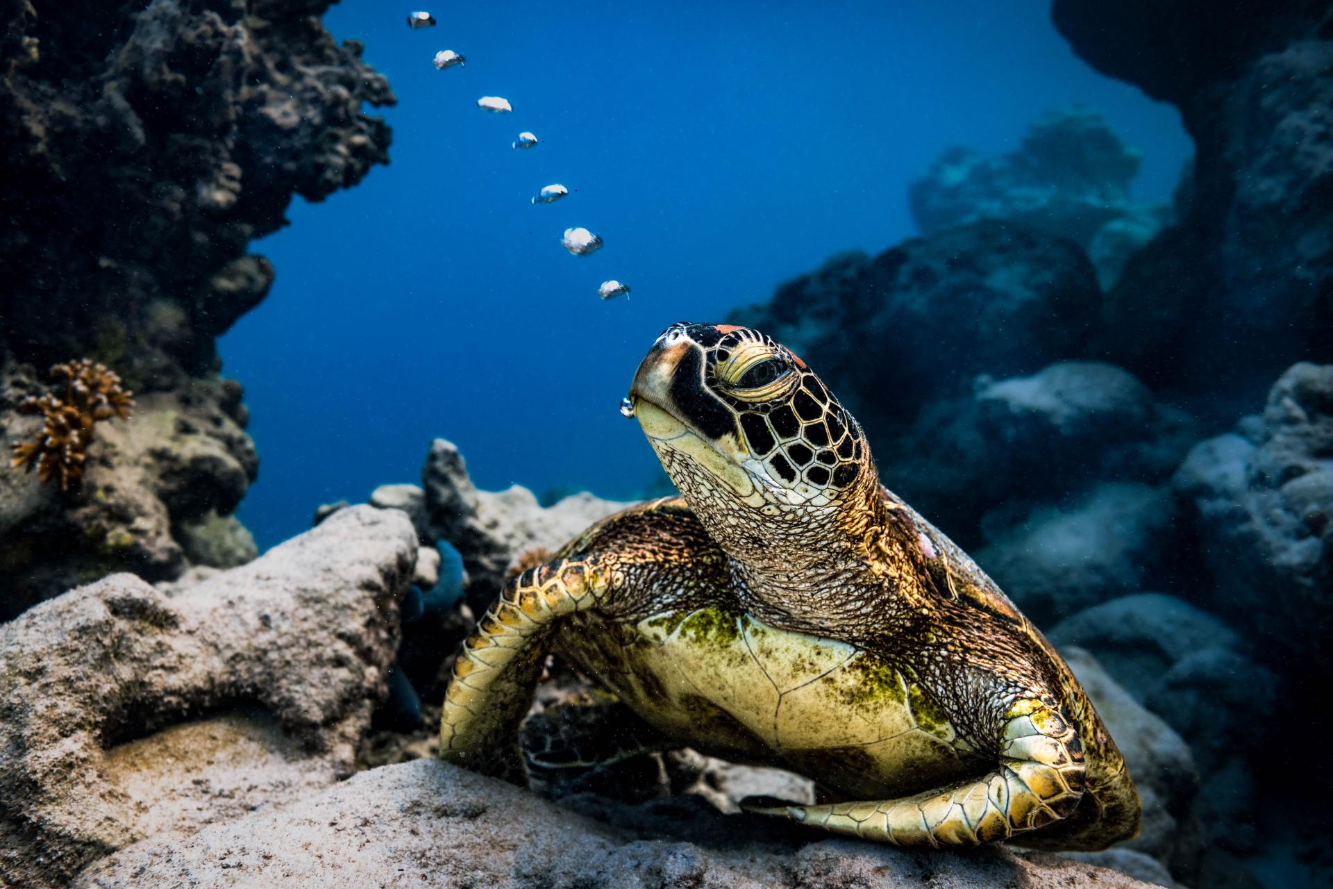 European Photography Awards Winner - Bubbles - The turtle that blows bubbles from it's mouth 
