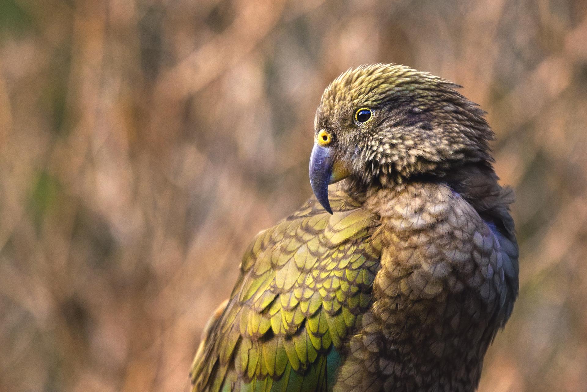 European Photography Awards Winner - Meet the Kea