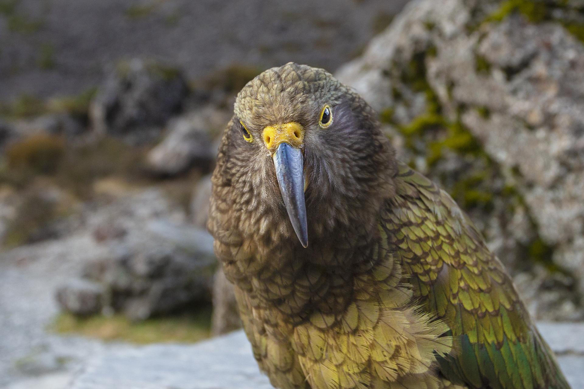 European Photography Awards Winner - Meet the Kea