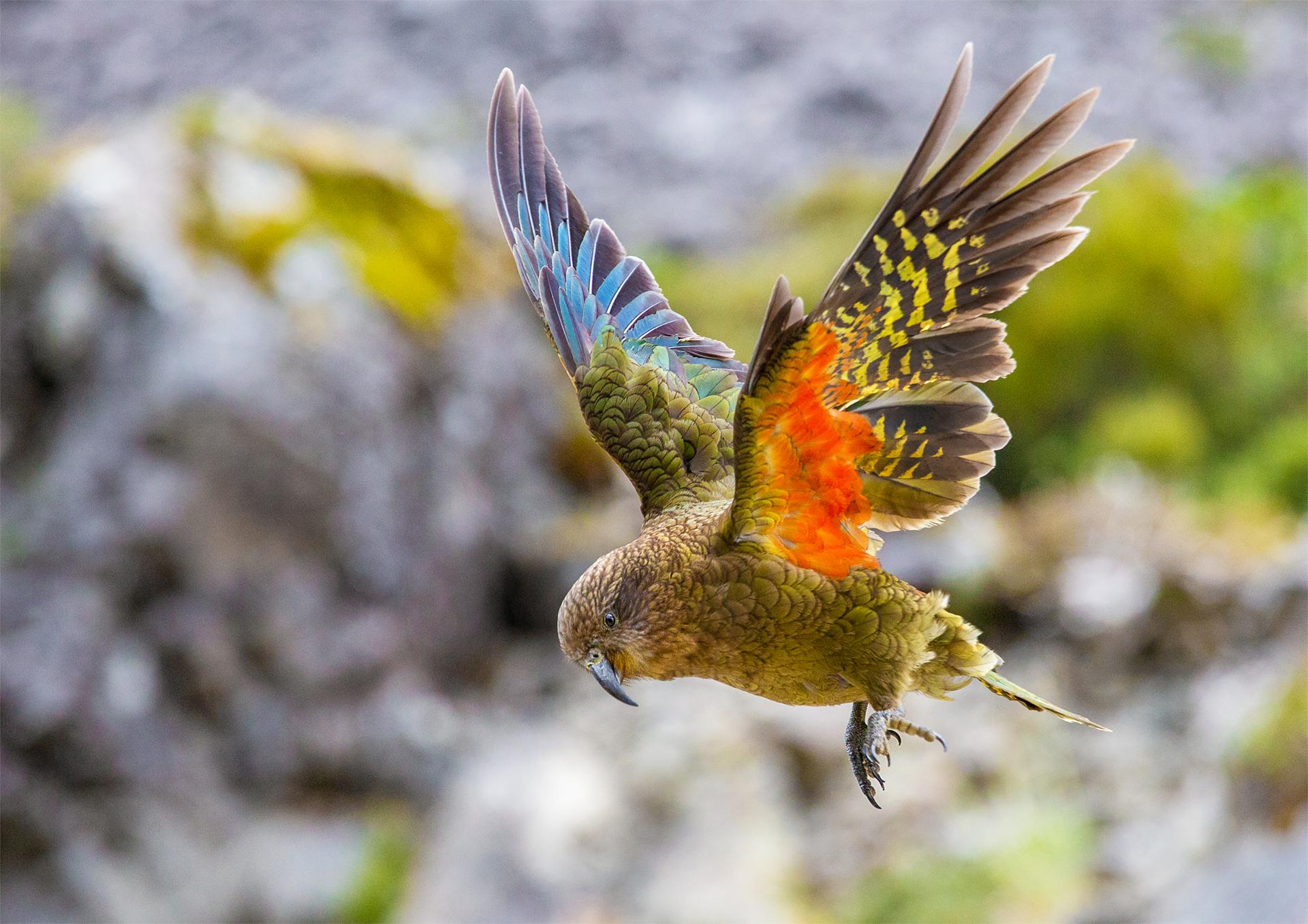 European Photography Awards Winner - Meet the Kea