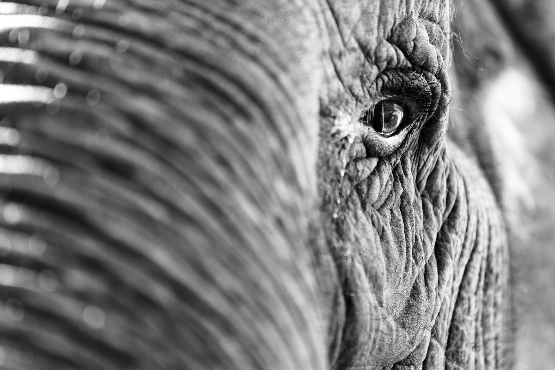 European Photography Awards Winner - Sanctuary