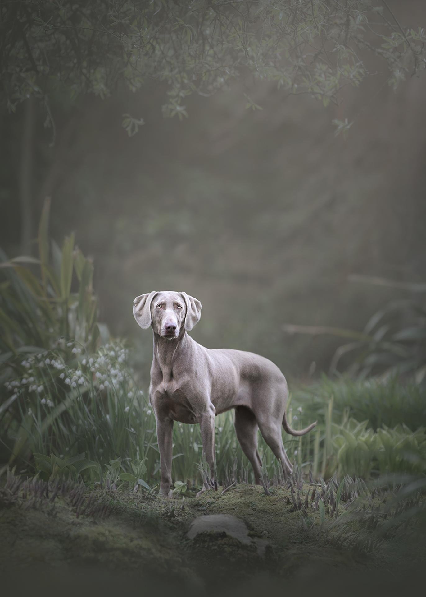 European Photography Awards Winner - The Fairy Glade