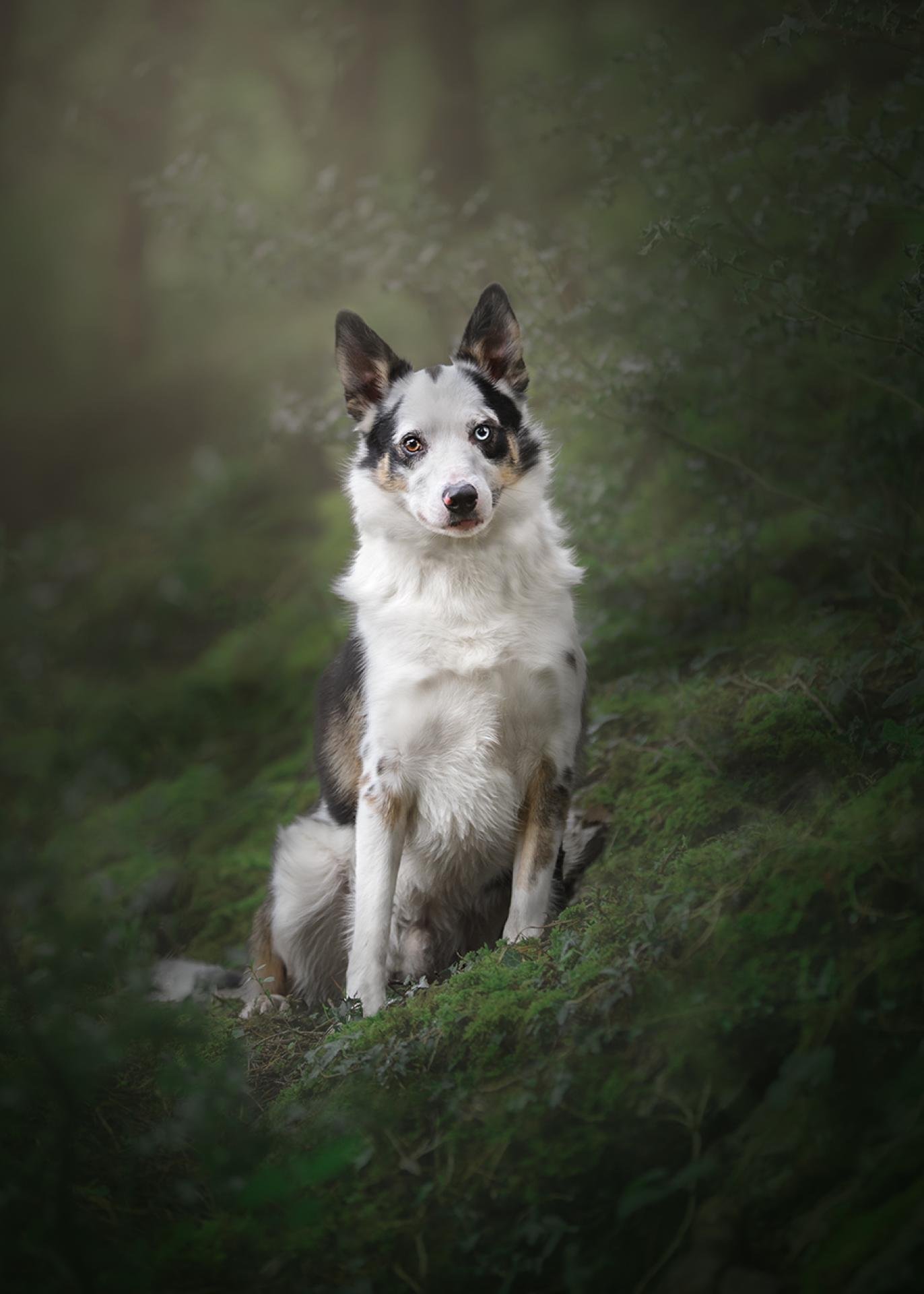 European Photography Awards Winner - Woodland Sprite