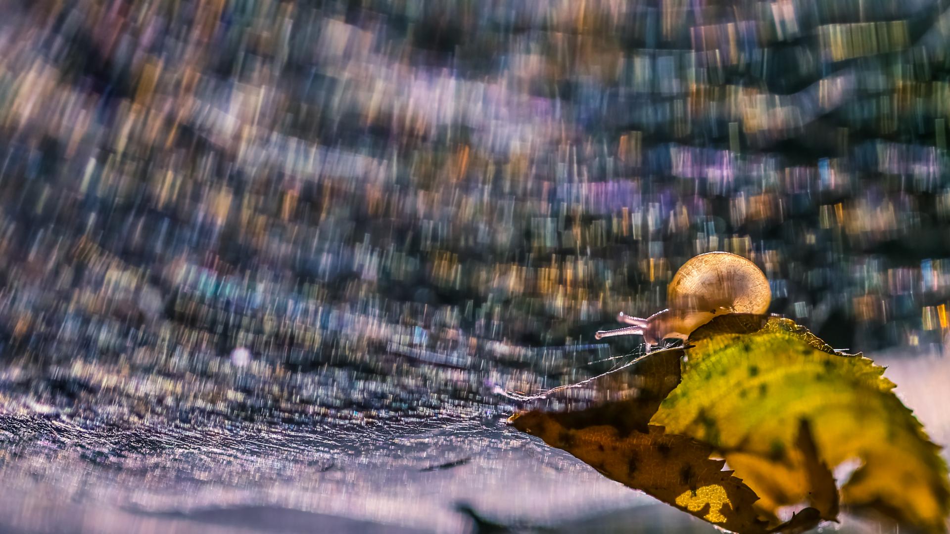 European Photography Awards Winner - Gossamer Gleam: A Miniature Act on Nature's Golden Palette