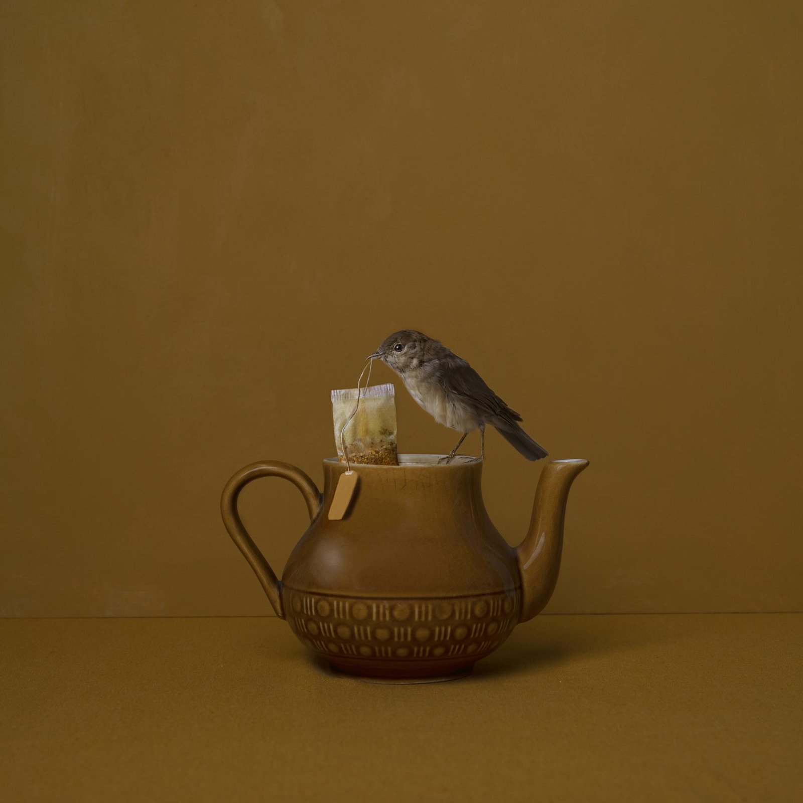 European Photography Awards Winner - Nightingale 