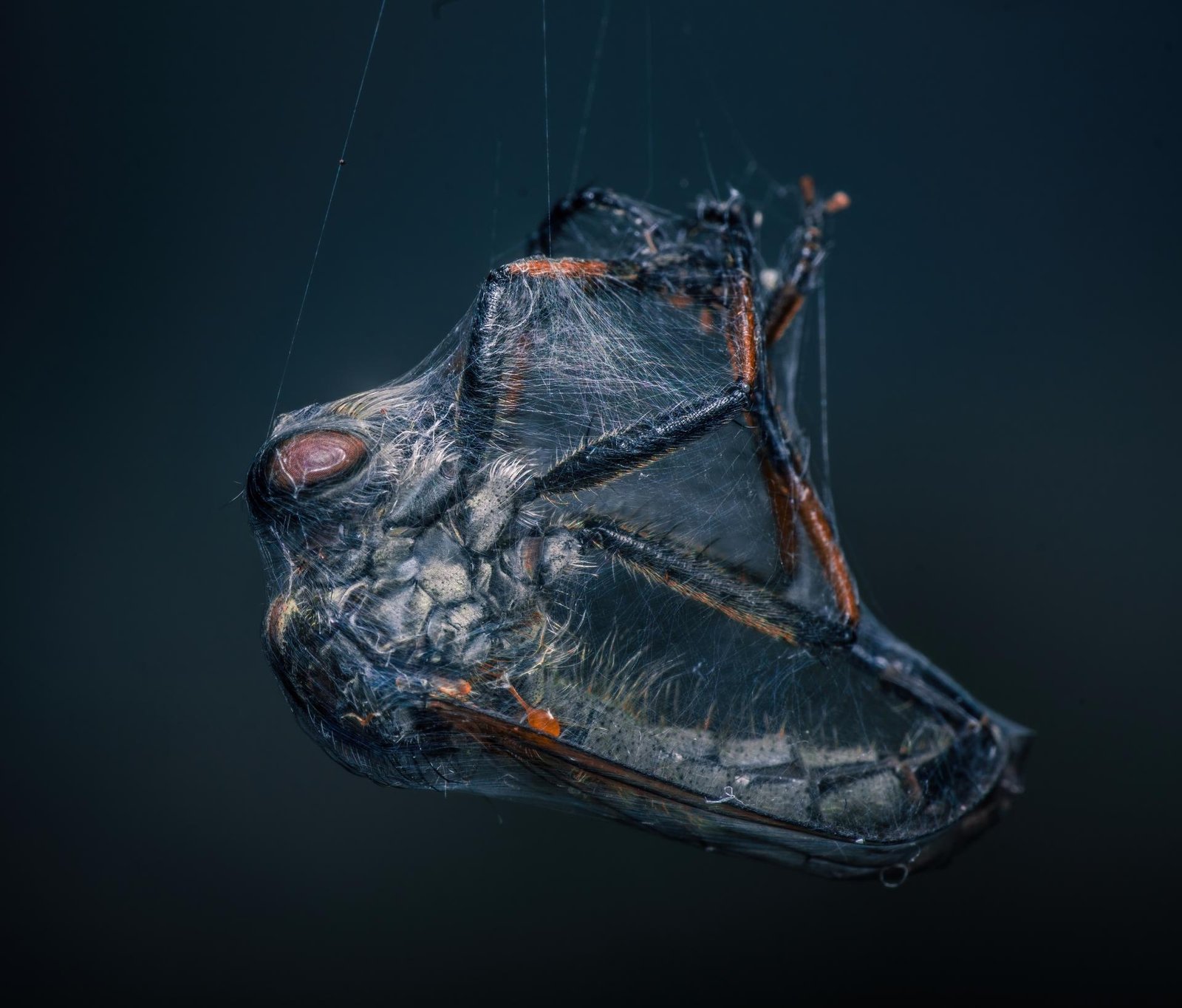 European Photography Awards Winner - Powerless 