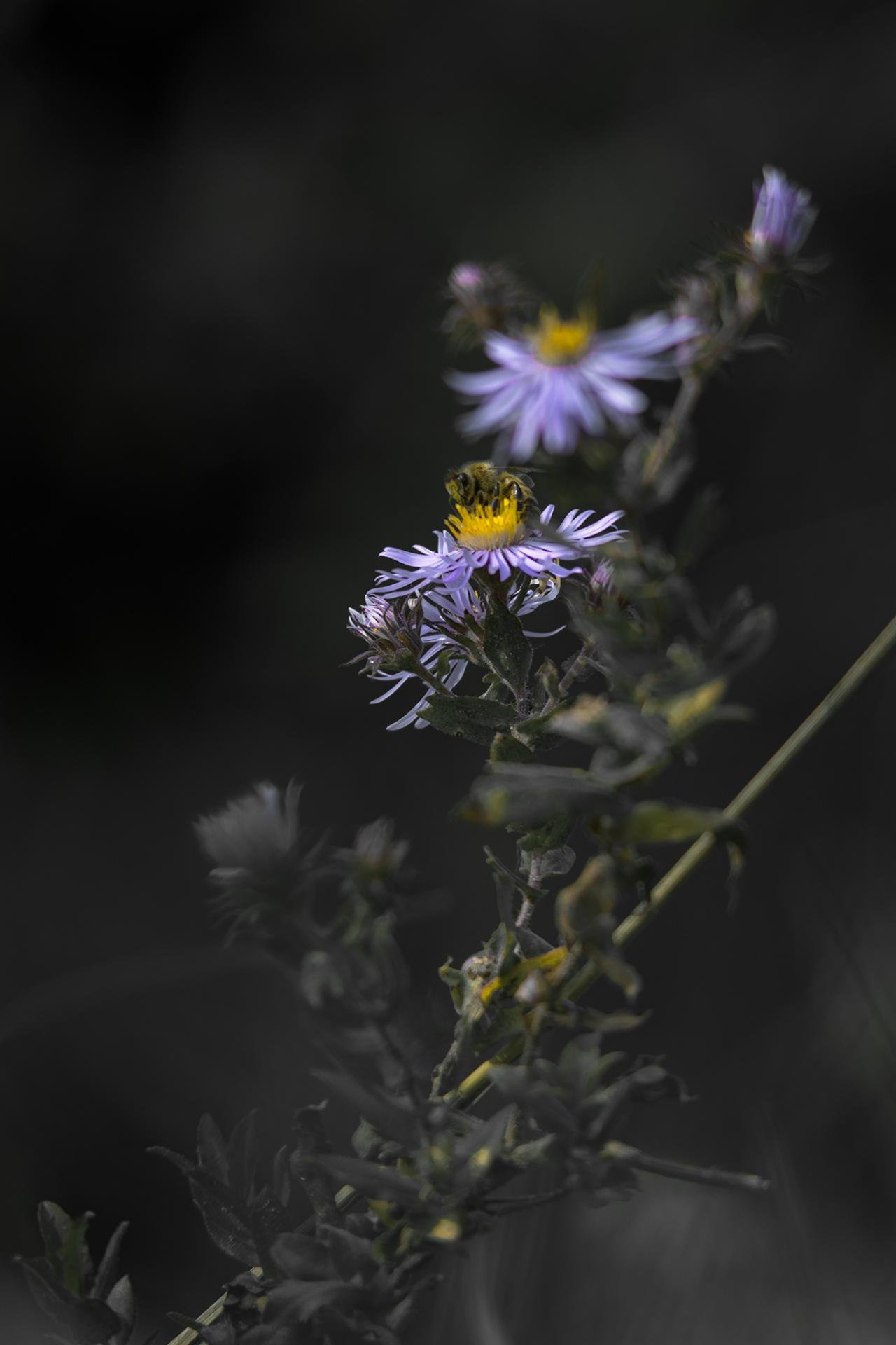 European Photography Awards Winner - Refined Beesyness