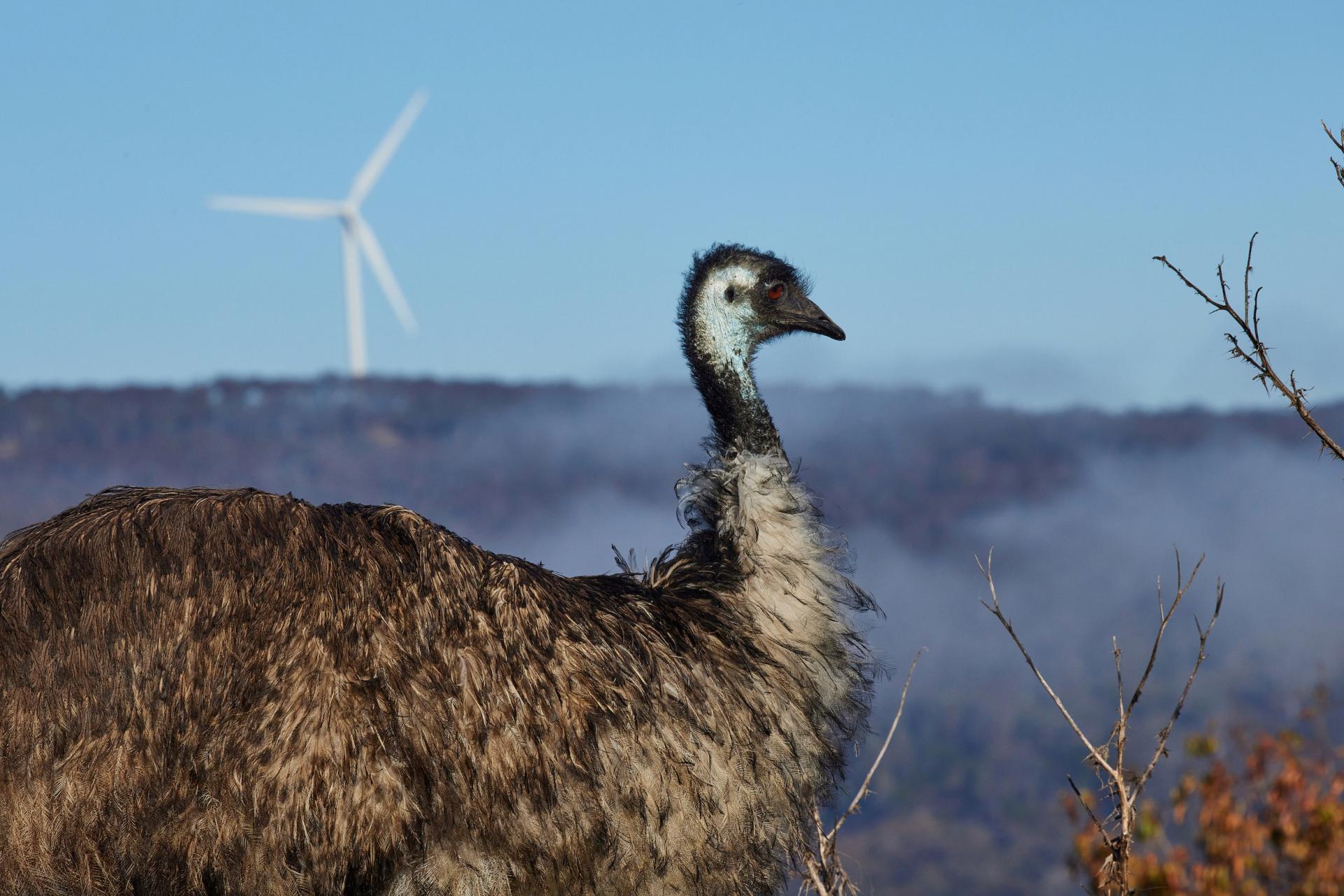 European Photography Awards Winner - Emu On The Hill