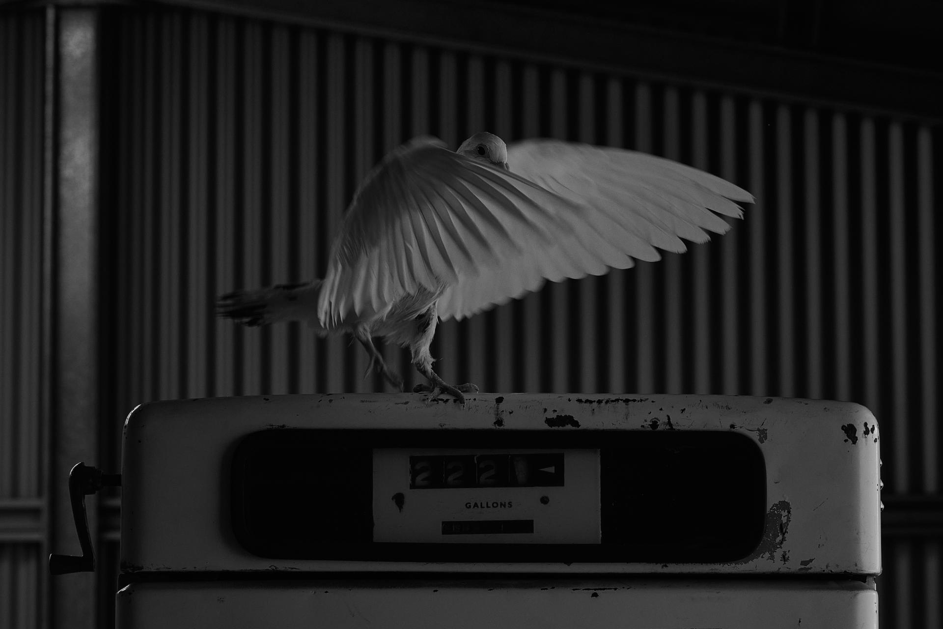 European Photography Awards Winner - Taking Flight