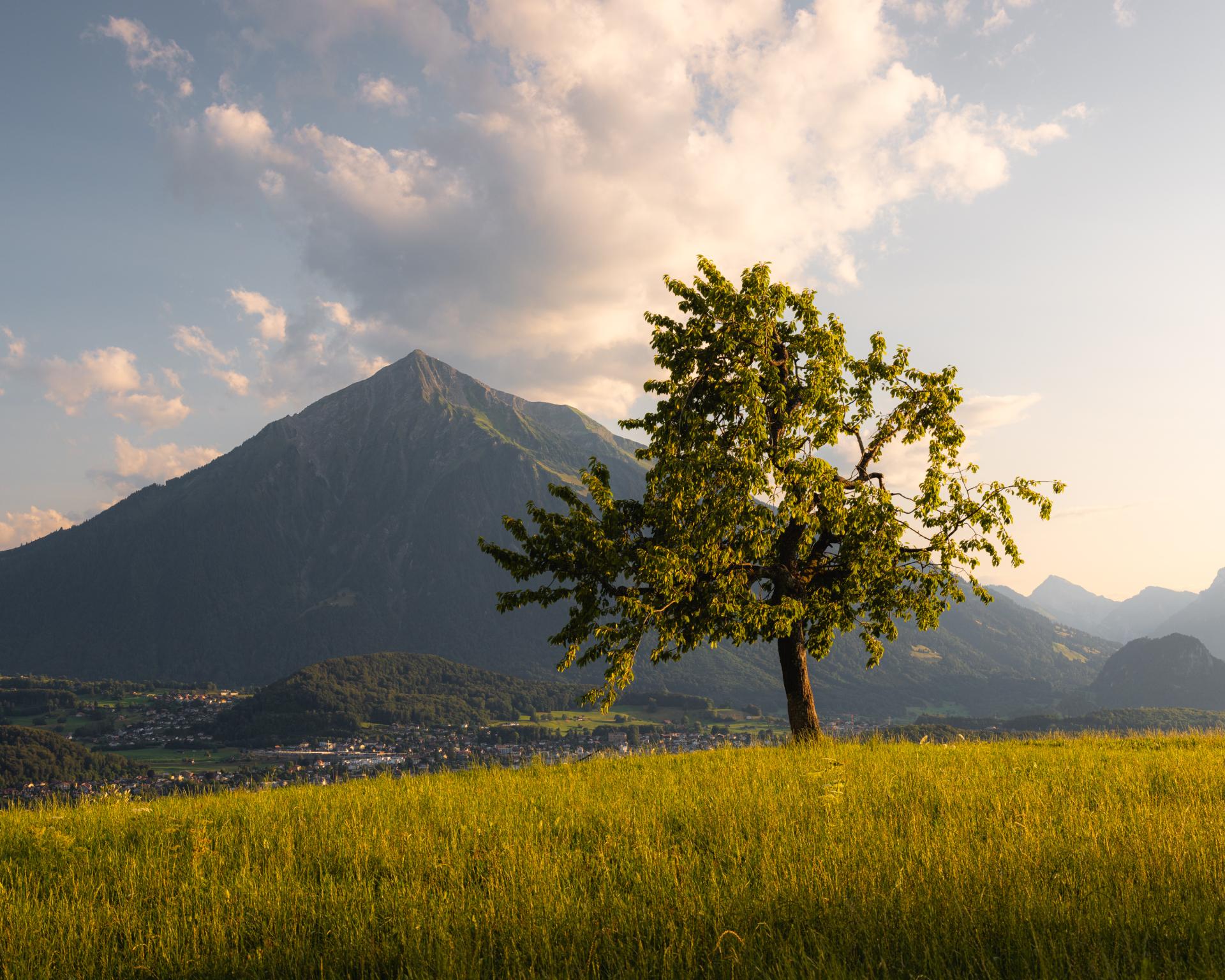 European Photography Awards Winner - The Swiss Pyramid and a Tree