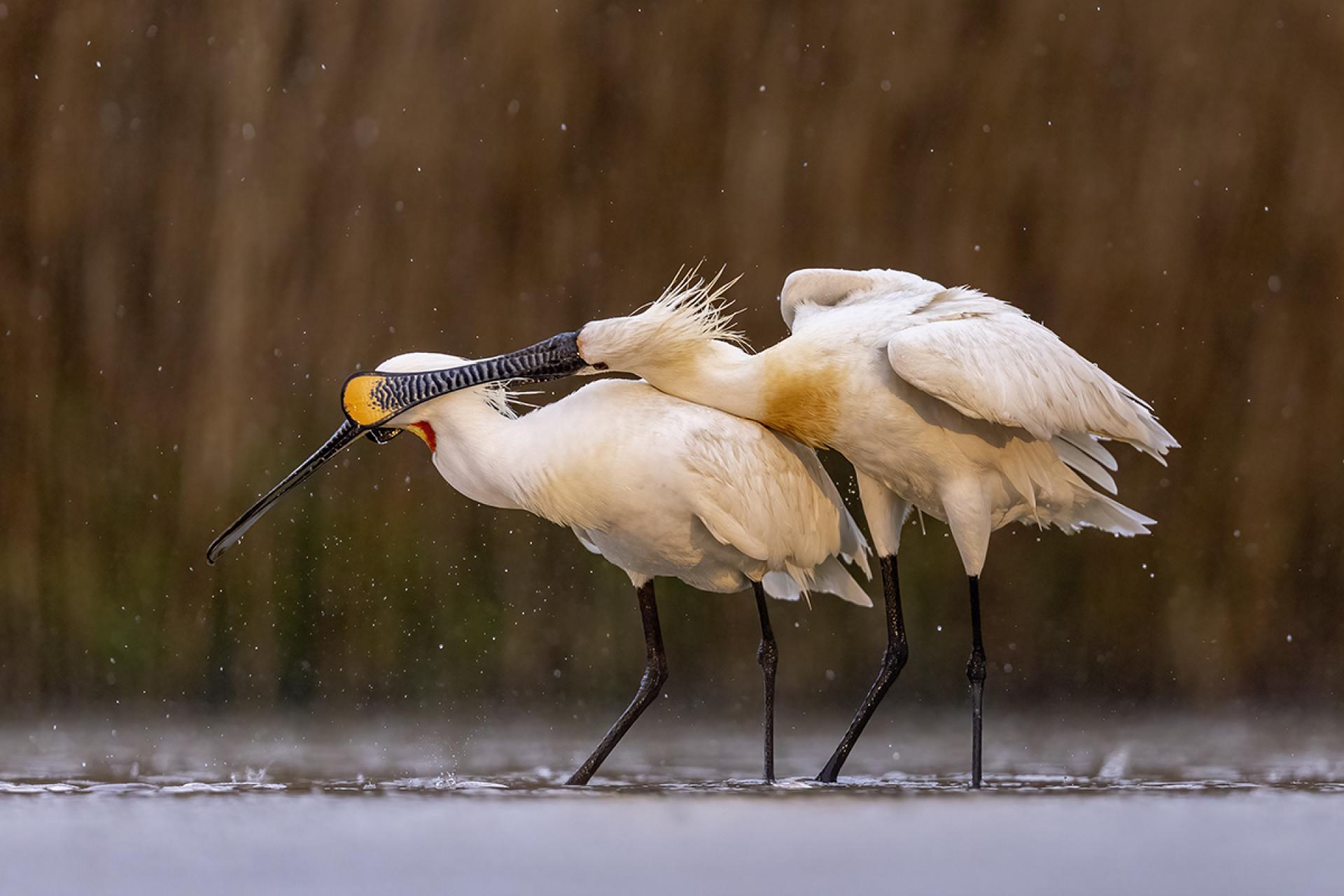 European Photography Awards Winner - By The Lake