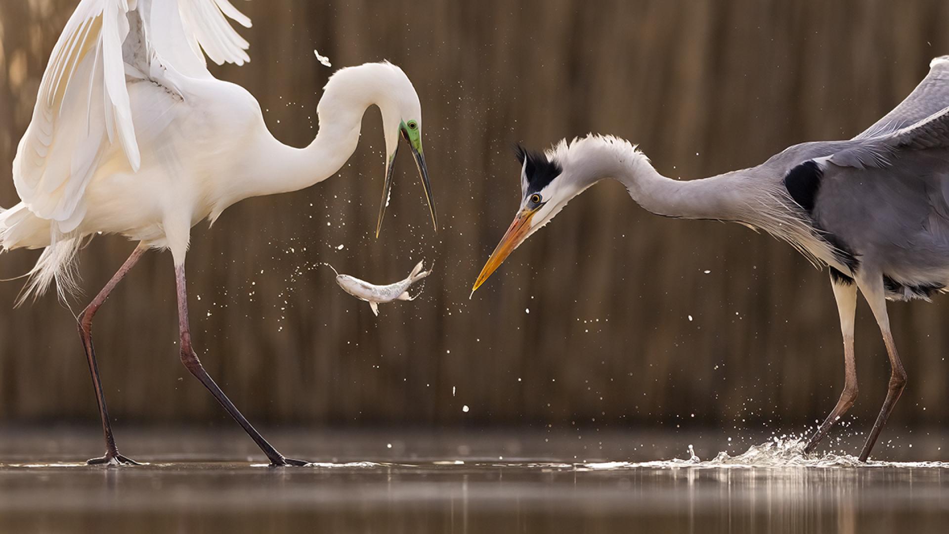 European Photography Awards Winner - By The Lake