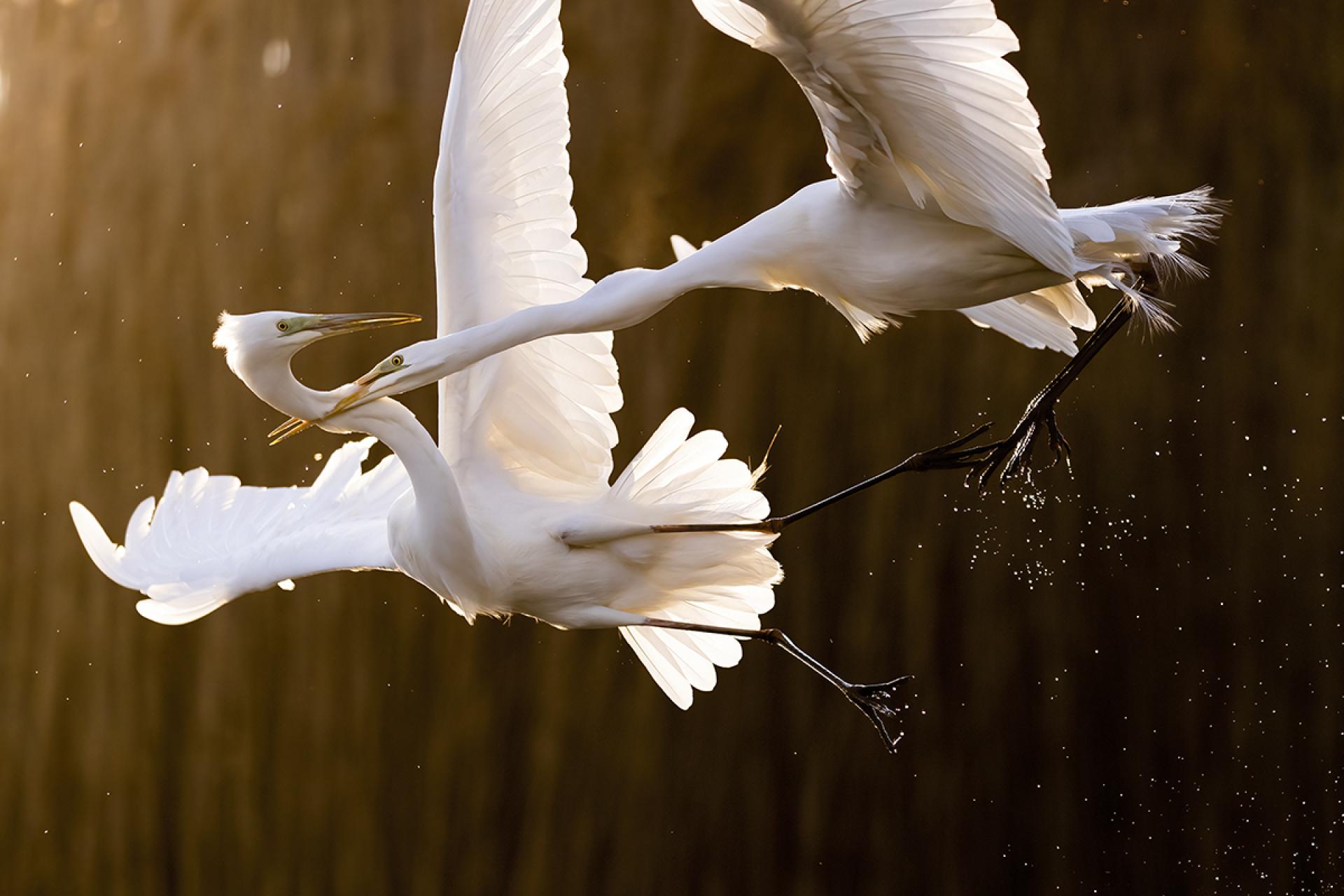 European Photography Awards Winner - By The Lake