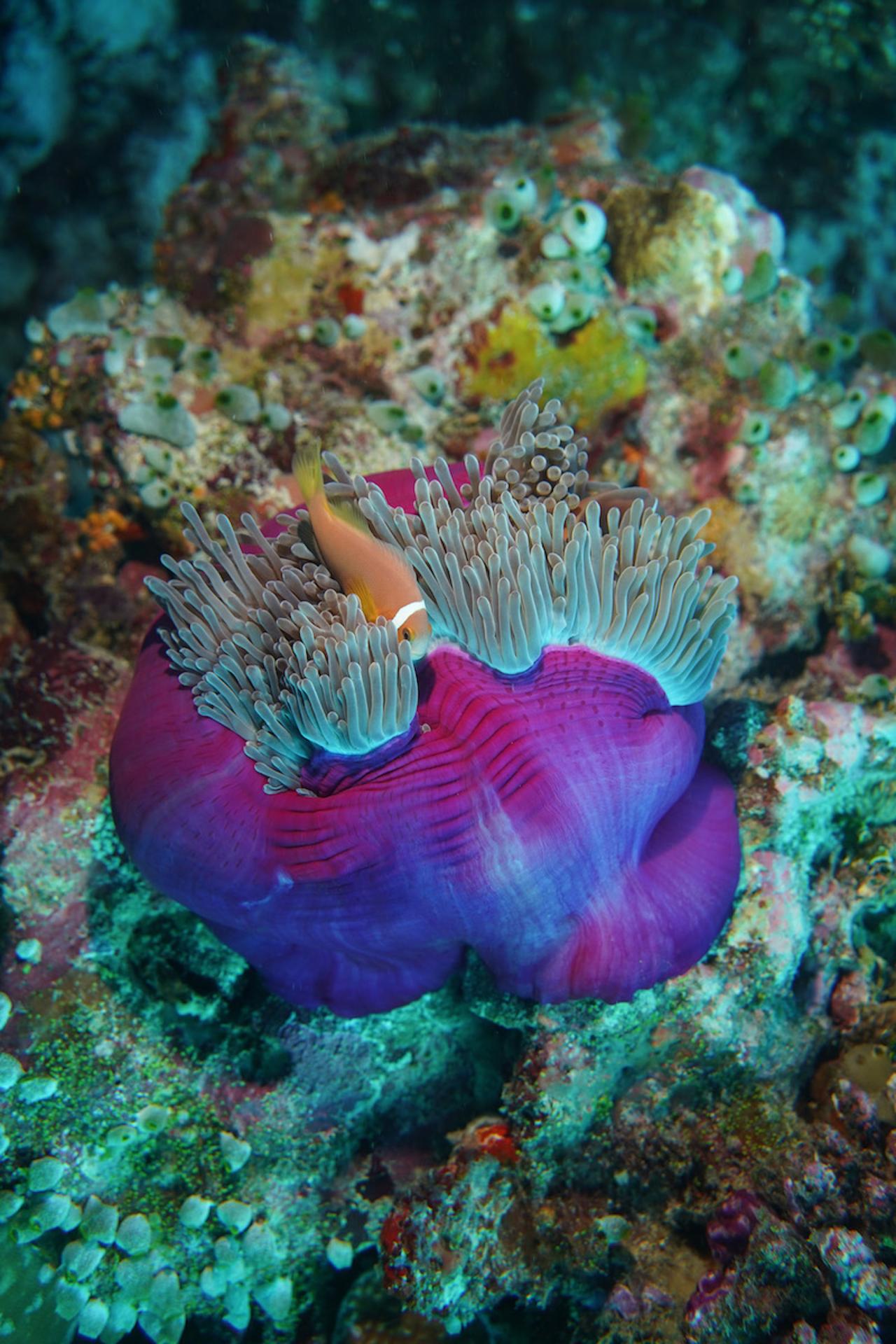 European Photography Awards Winner - Colourful Clownfish