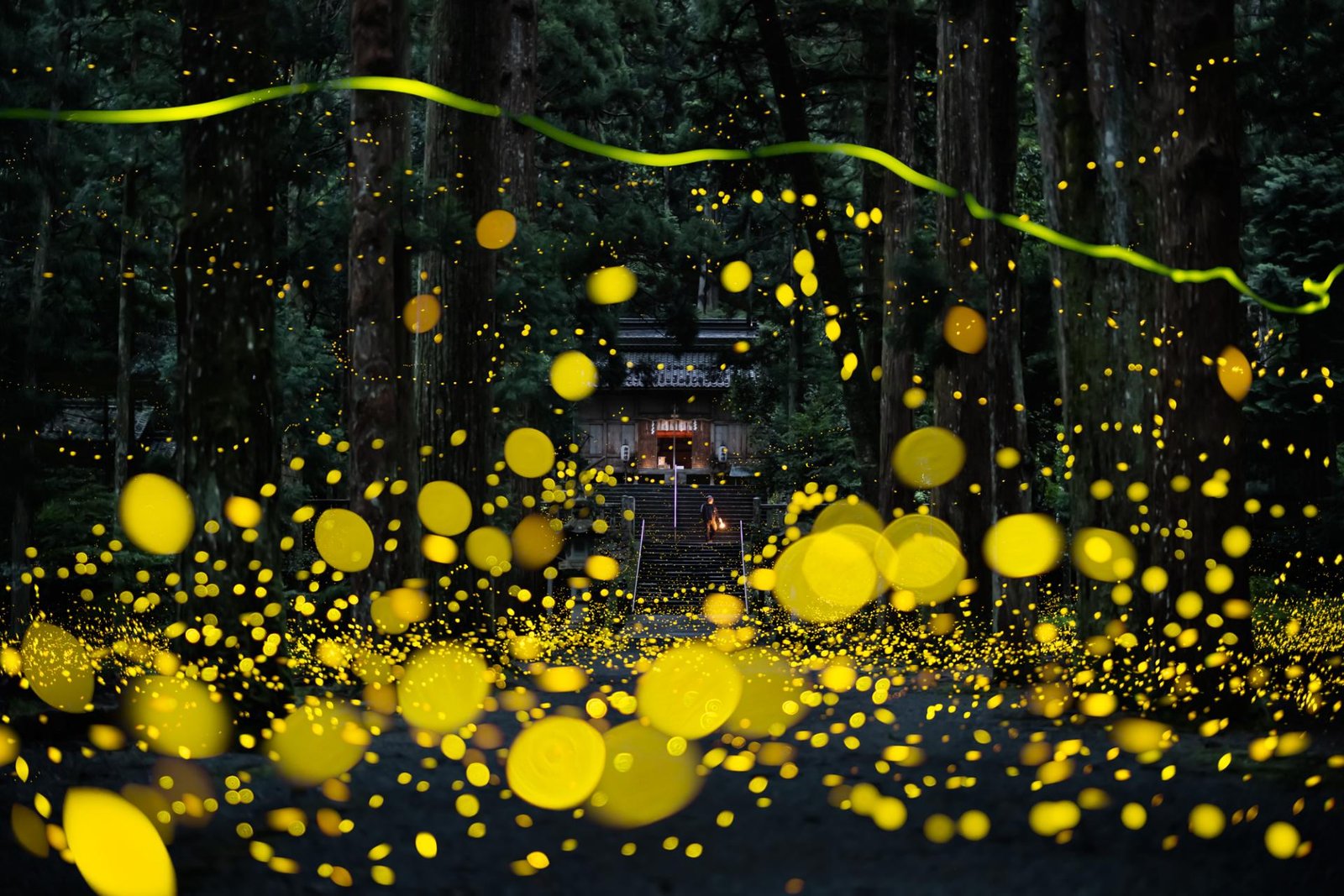European Photography Awards Winner - Fireflies flying