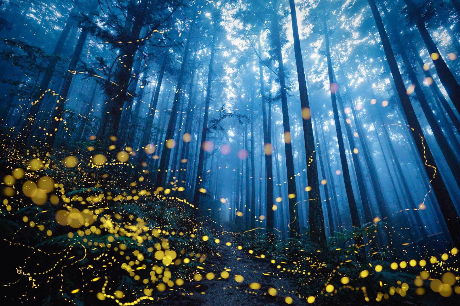 European Photography Awards Winner - Fireflies flying