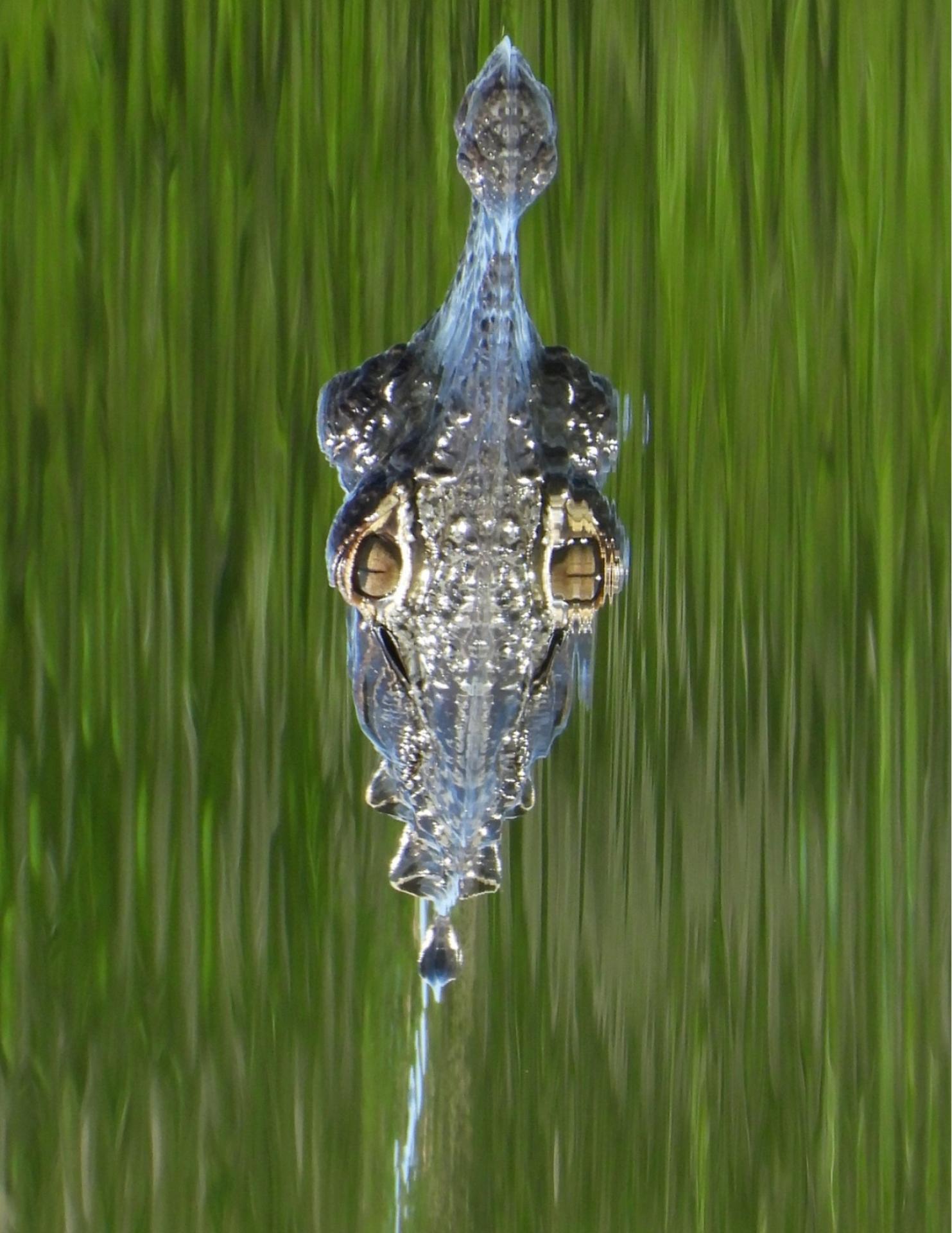 European Photography Awards Winner - BACKYARD ALLIGATOR