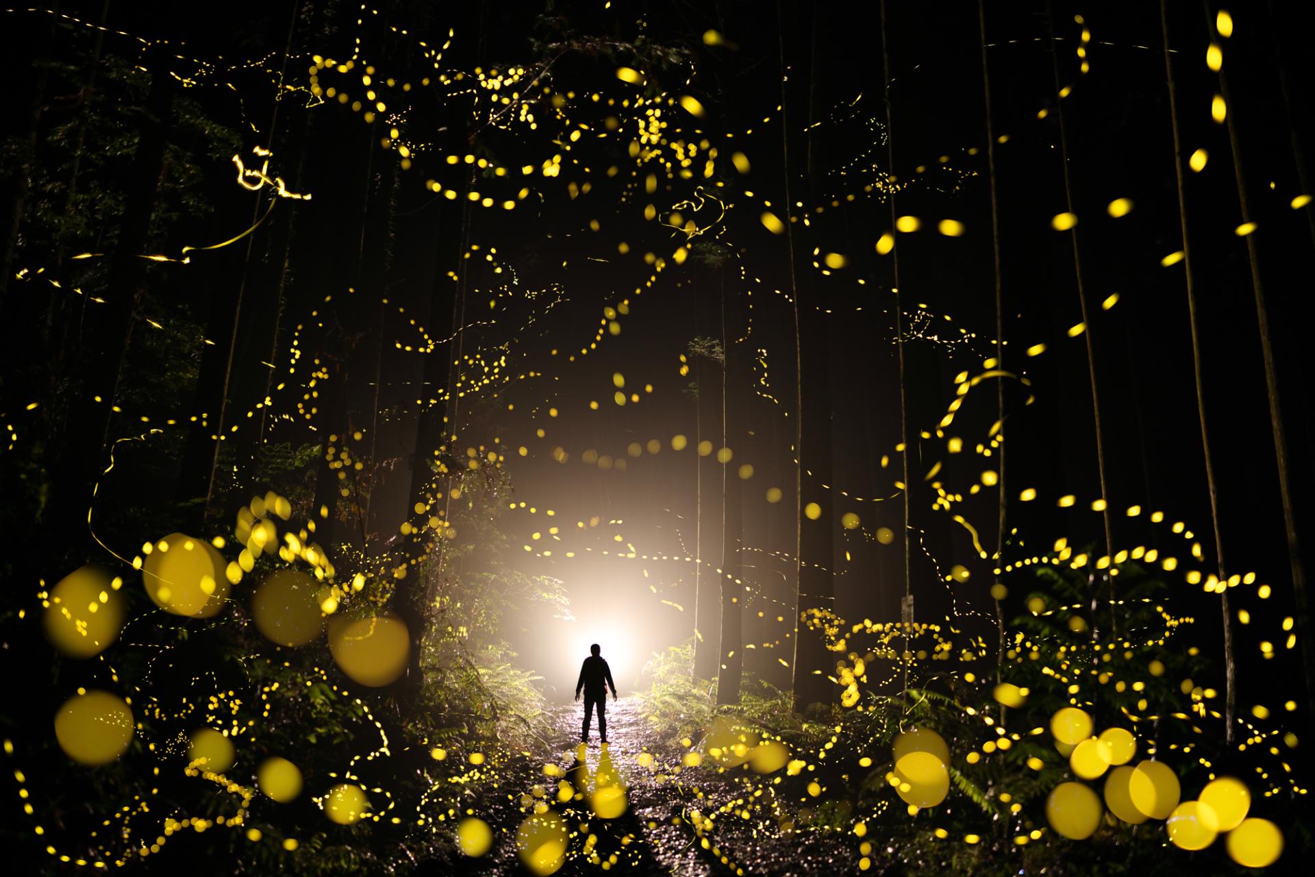 European Photography Awards Winner - Dreamy firefly 