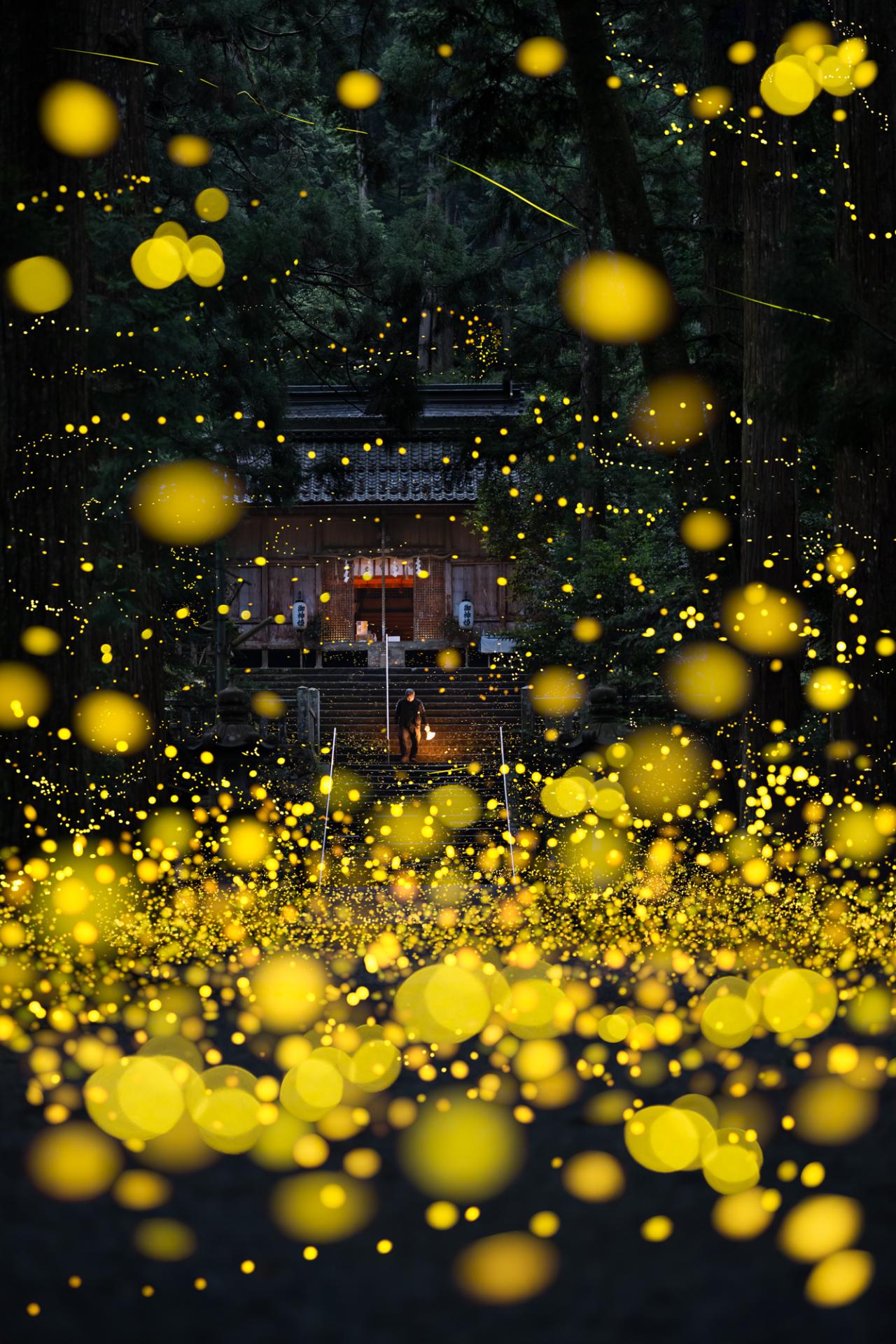 European Photography Awards Winner - Dreamy firefly 
