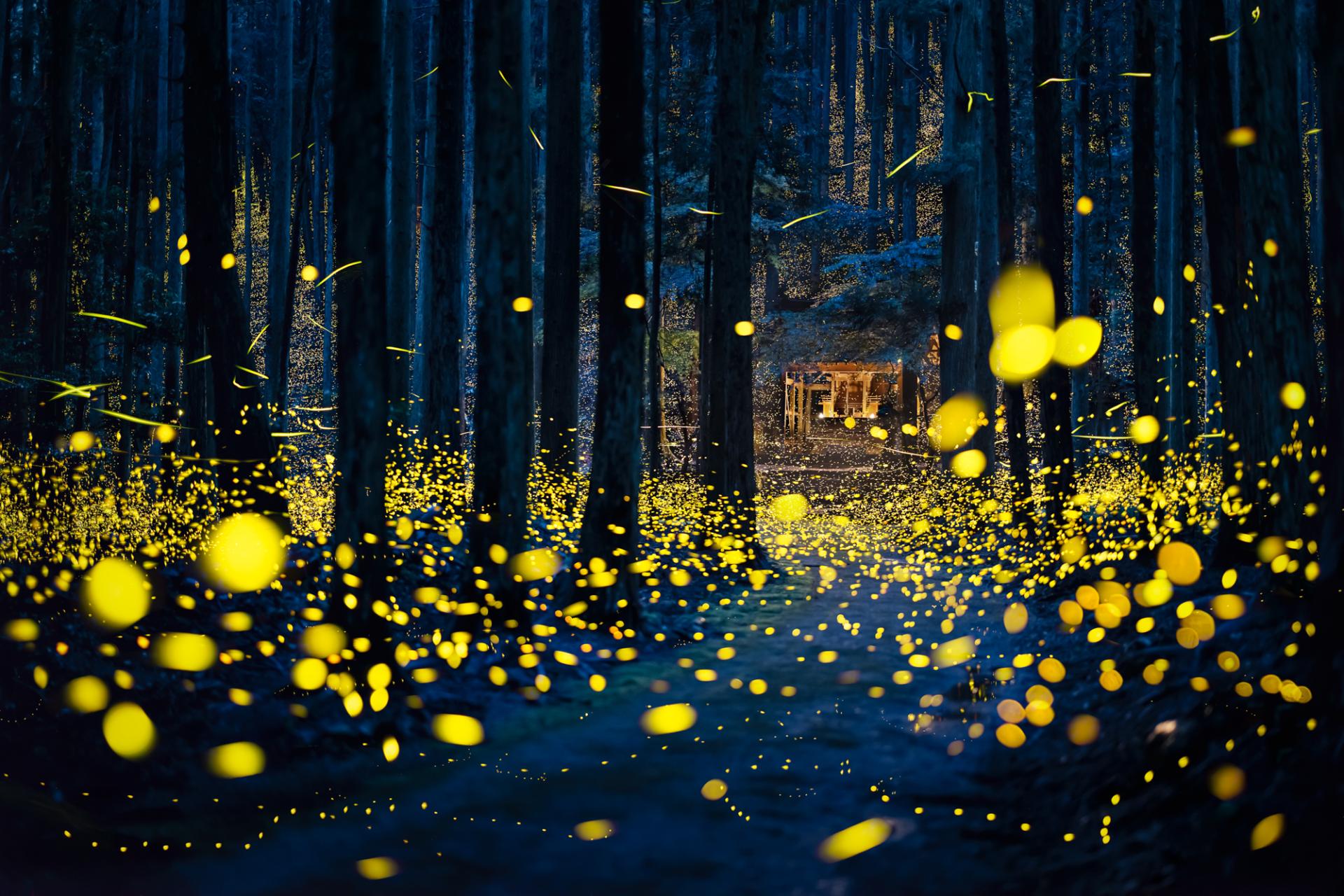 European Photography Awards Winner - Dreamy firefly 