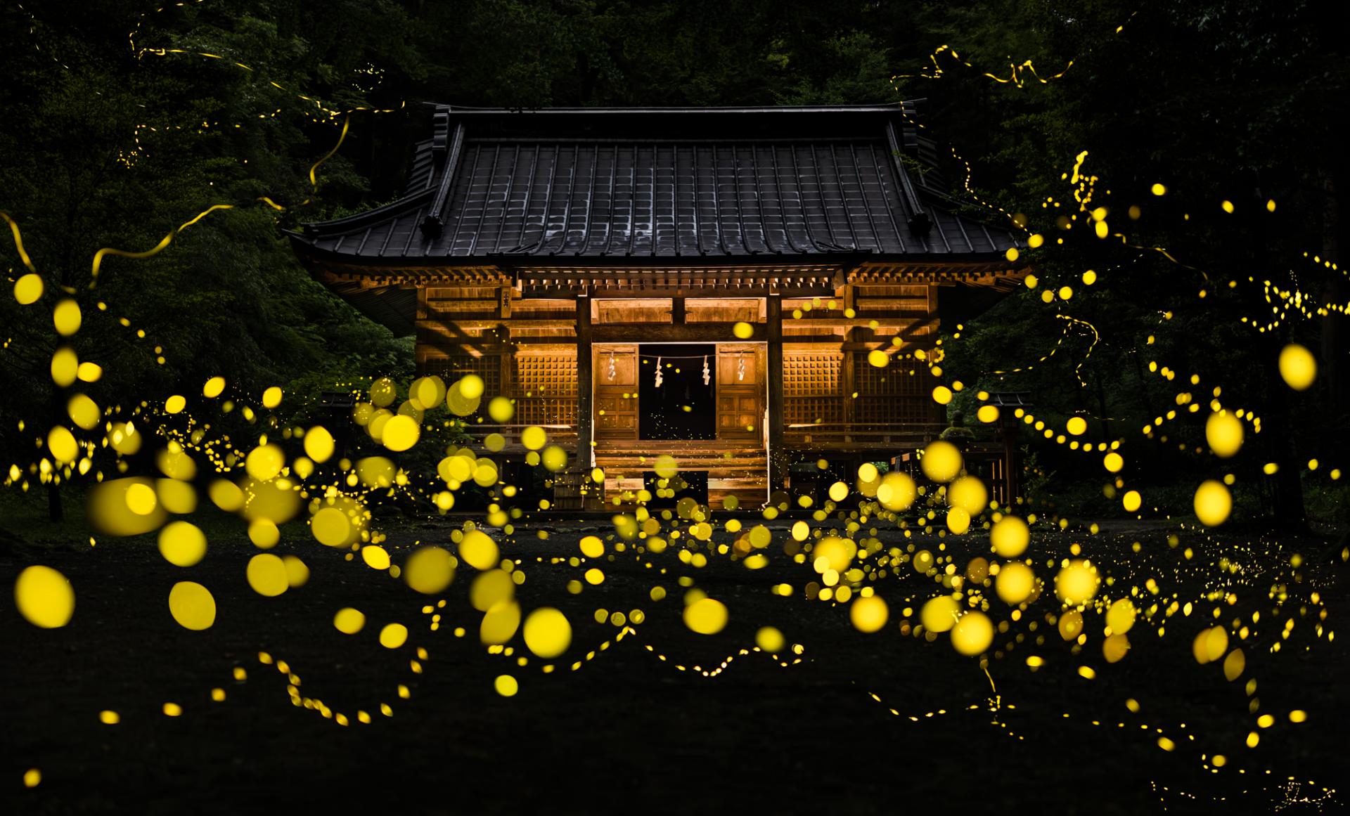 European Photography Awards Winner - Dreamy firefly 