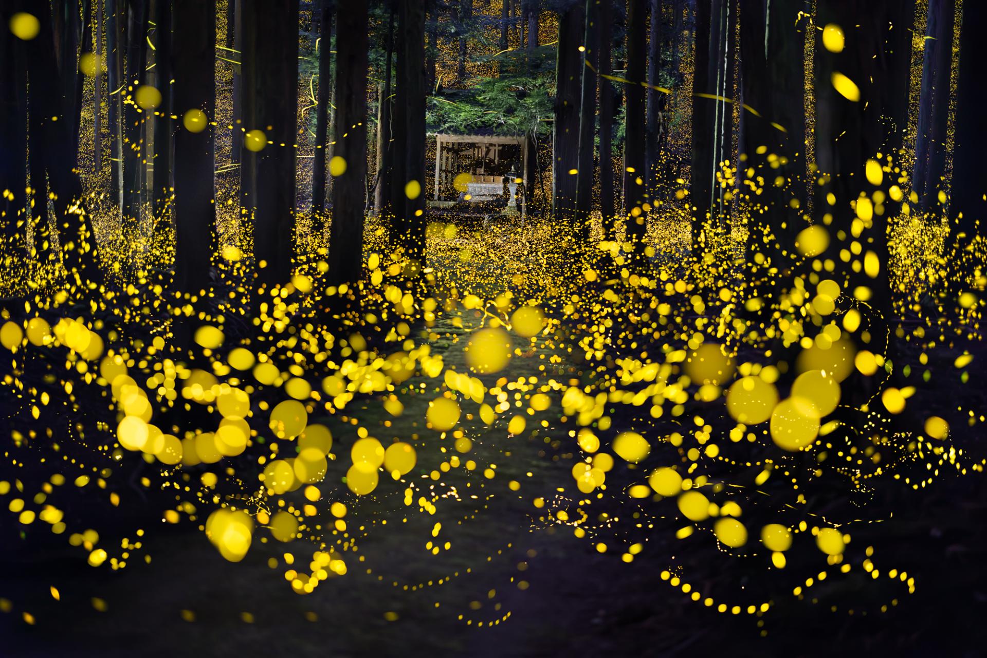 European Photography Awards Winner - Dreamy firefly 