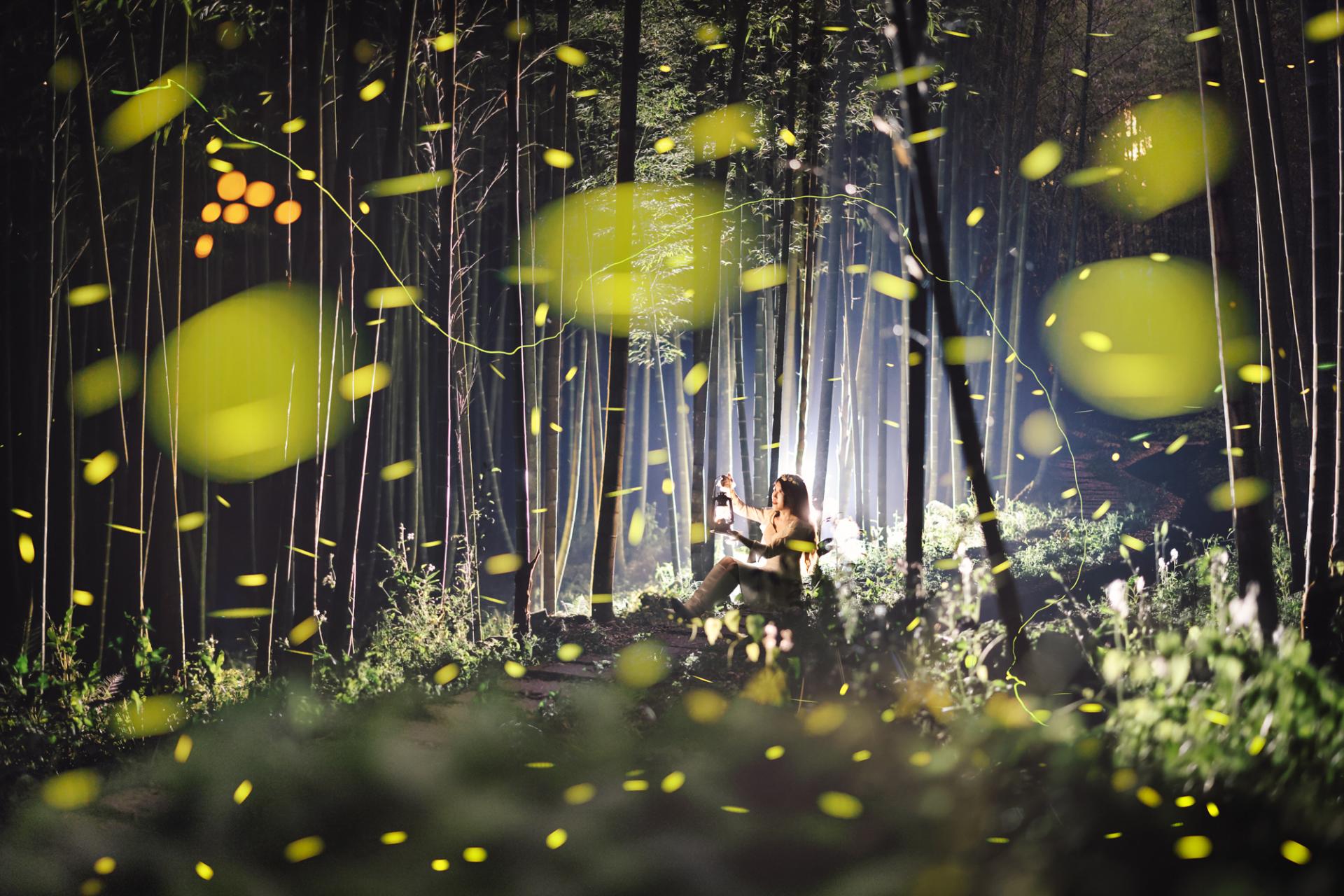 European Photography Awards Winner - Dreamy firefly 