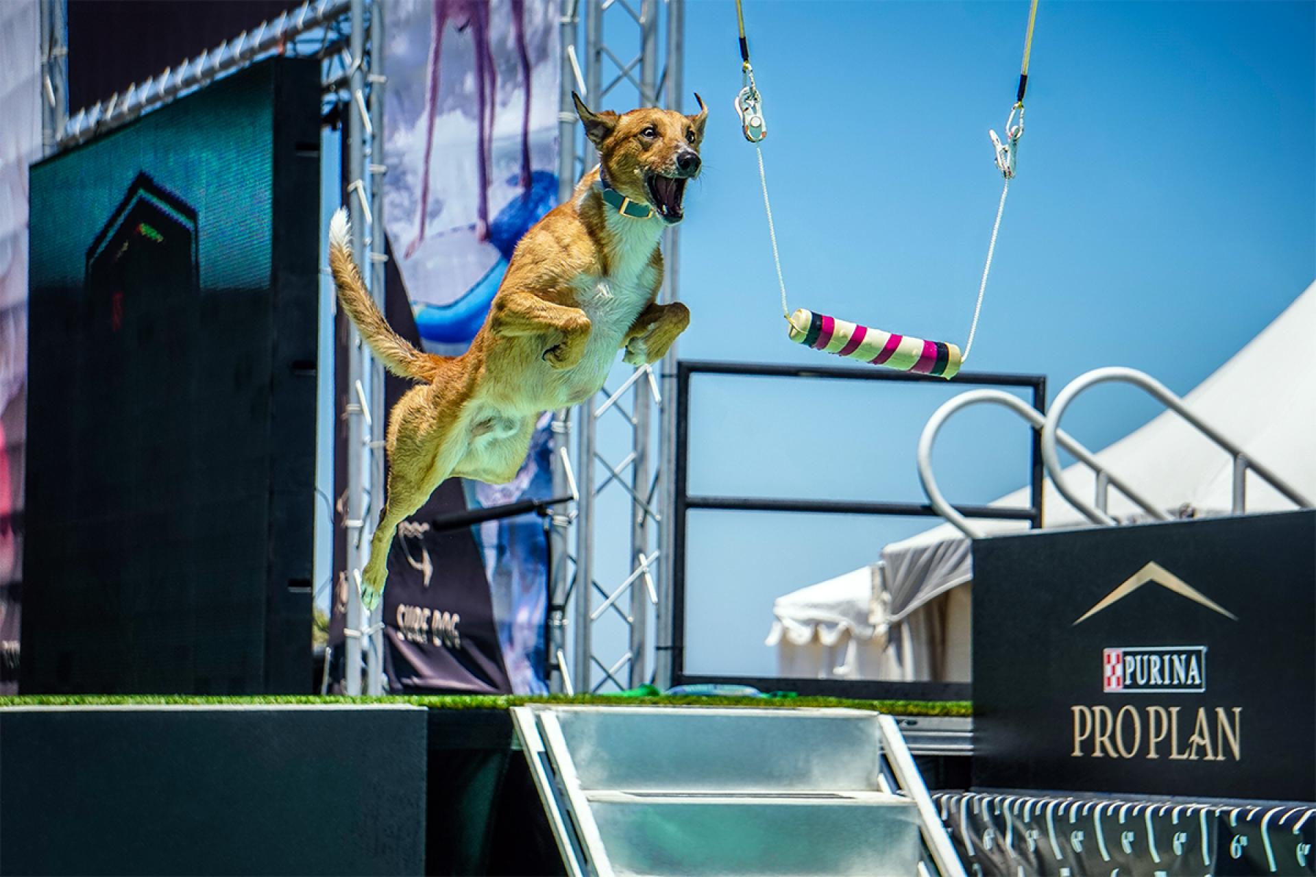 European Photography Awards Winner - When Dogs Fly