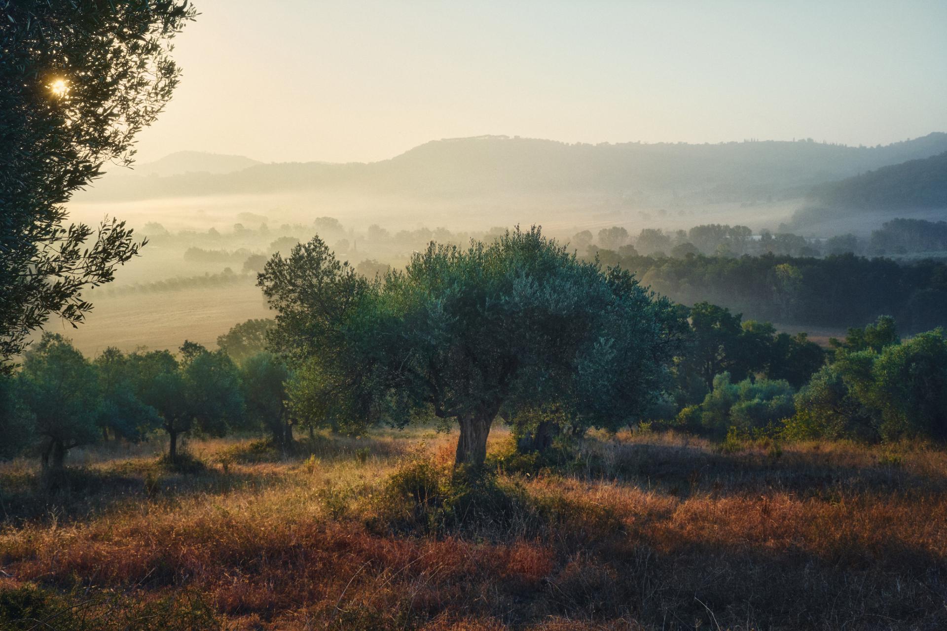 European Photography Awards Winner - The Olive Hill