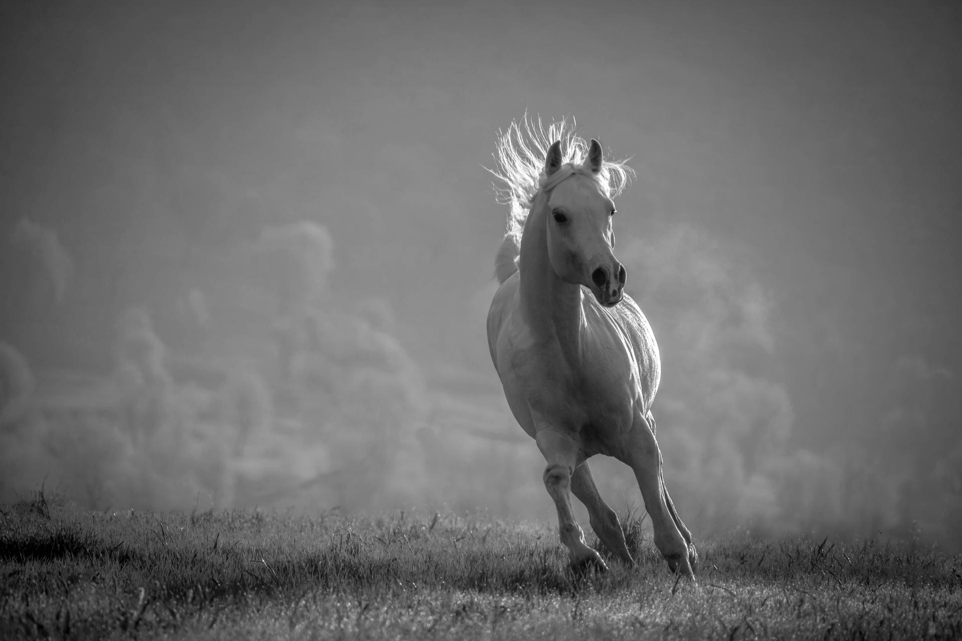 European Photography Awards Winner - Golden Hair