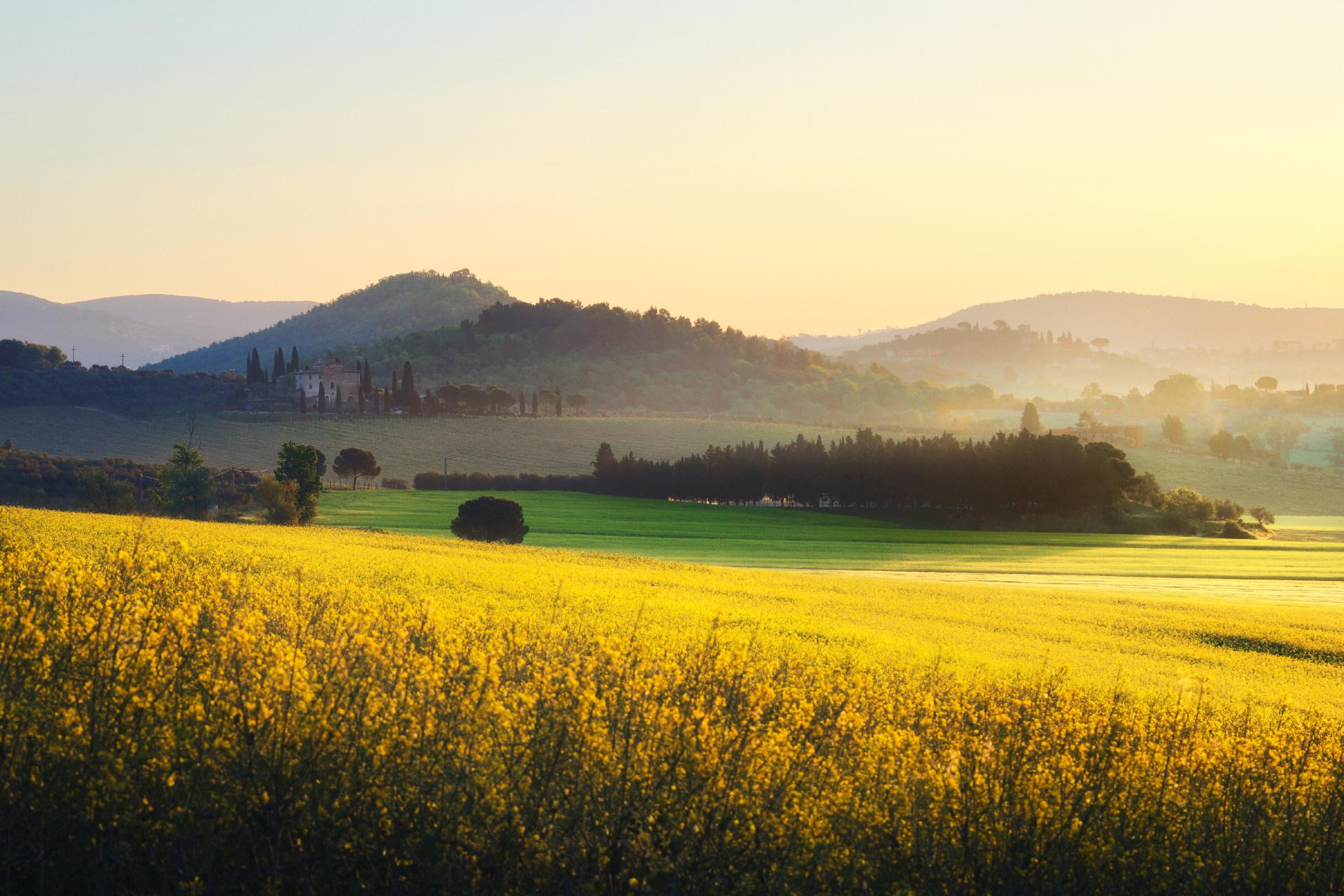 European Photography Awards Winner - Morning Light on Canola Fields