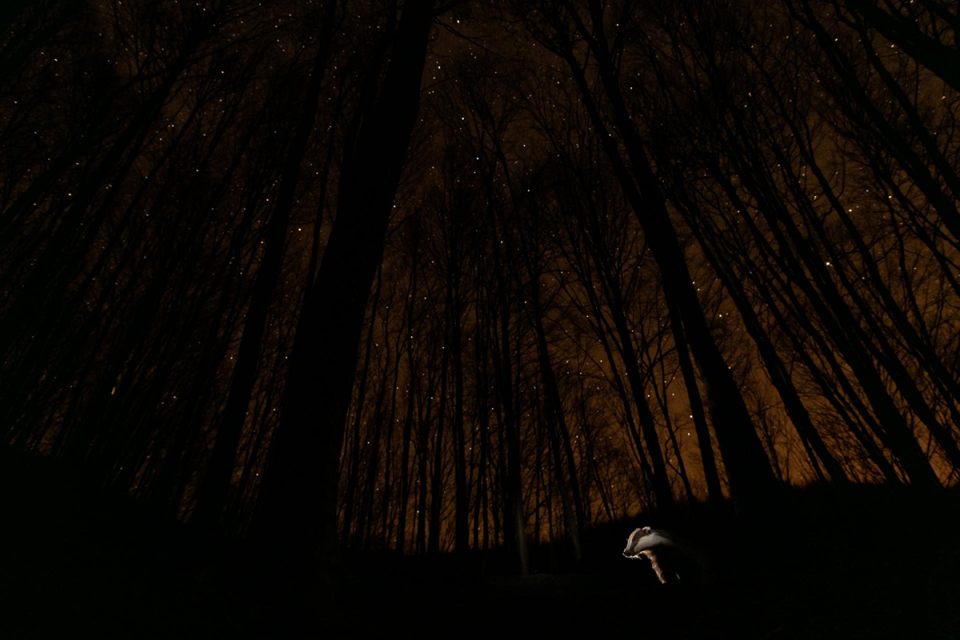 European Photography Awards Winner - The World of the Badger