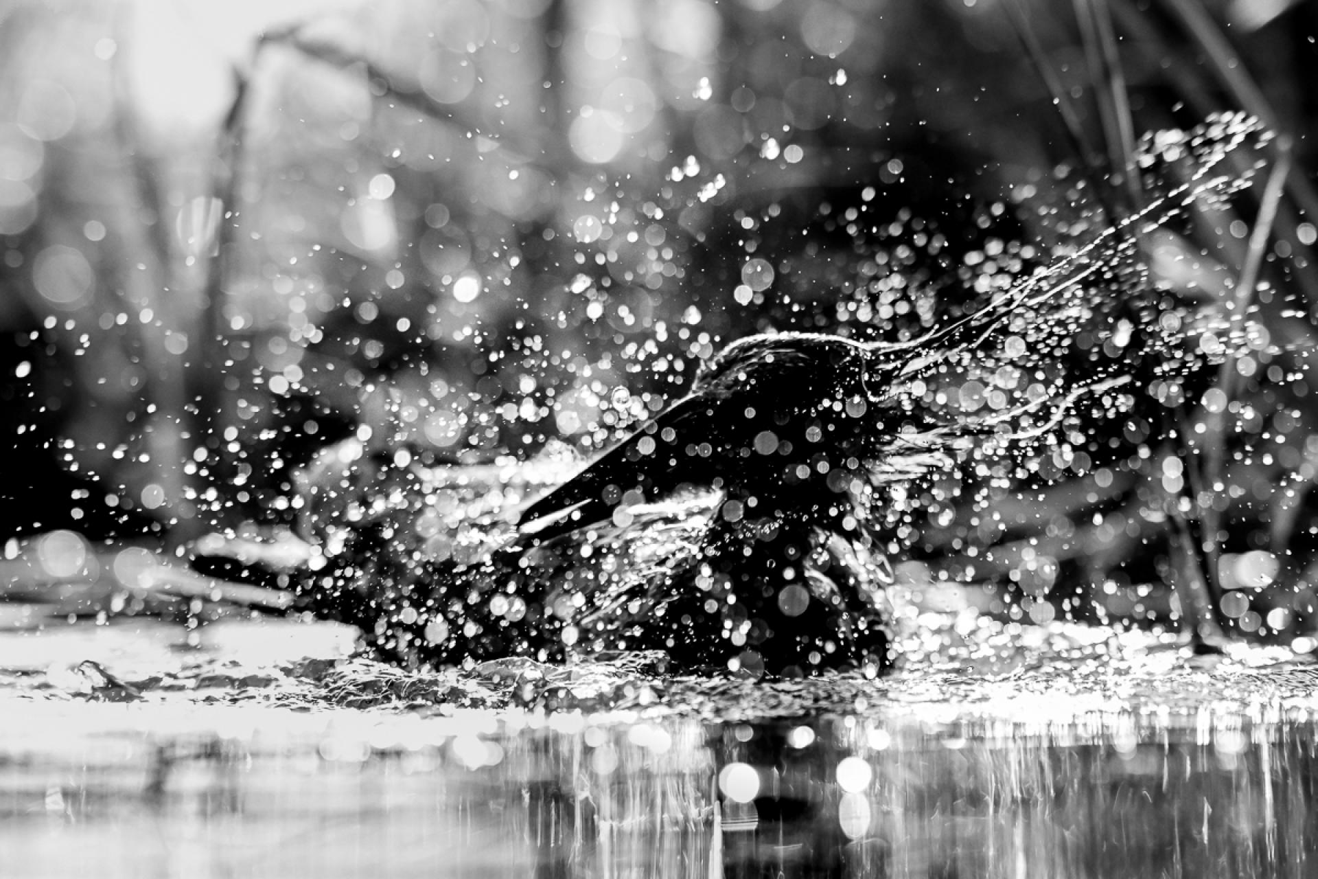 European Photography Awards Winner - Happy Hamerkop