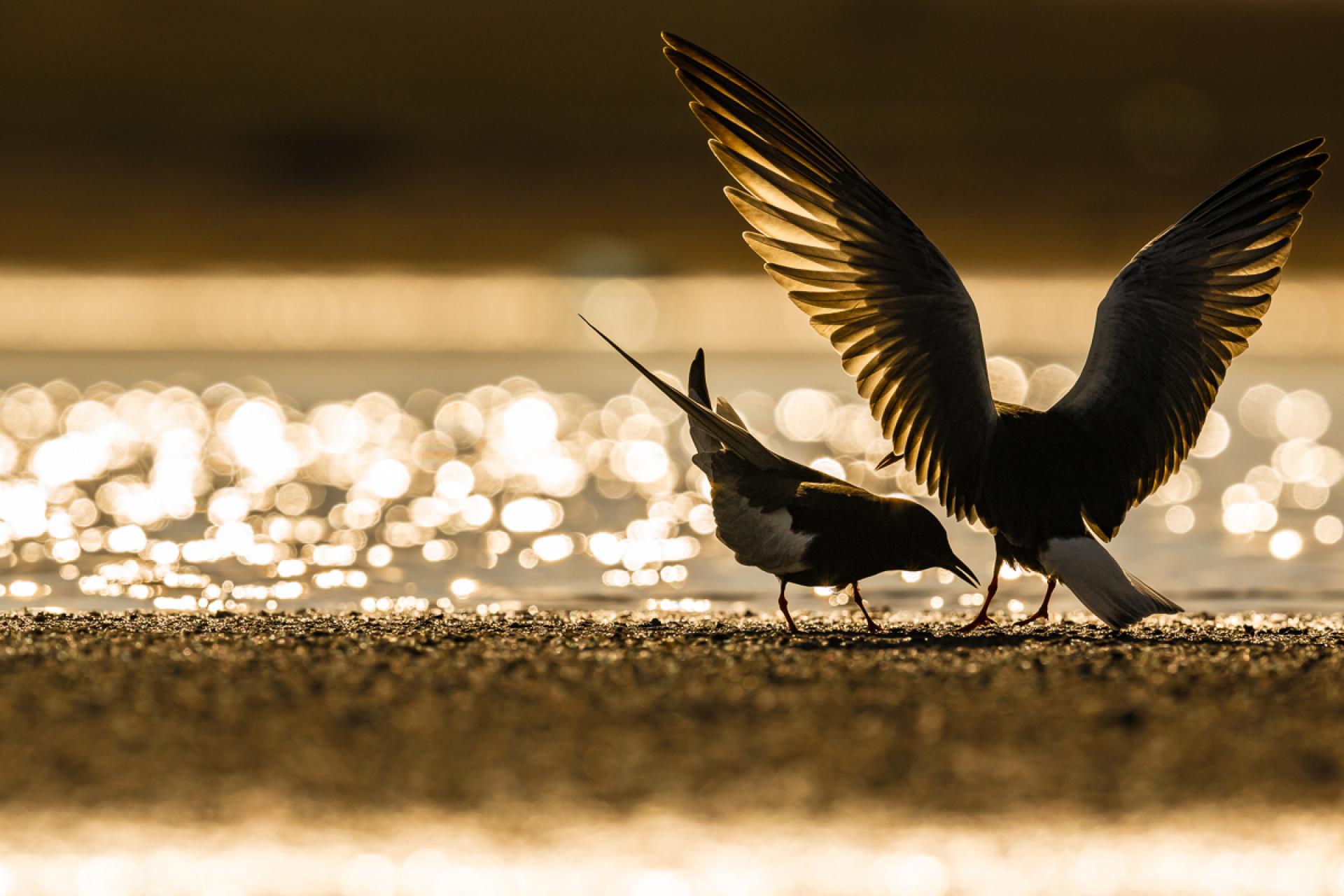 European Photography Awards Winner - White-winged terns in Kazakhstan