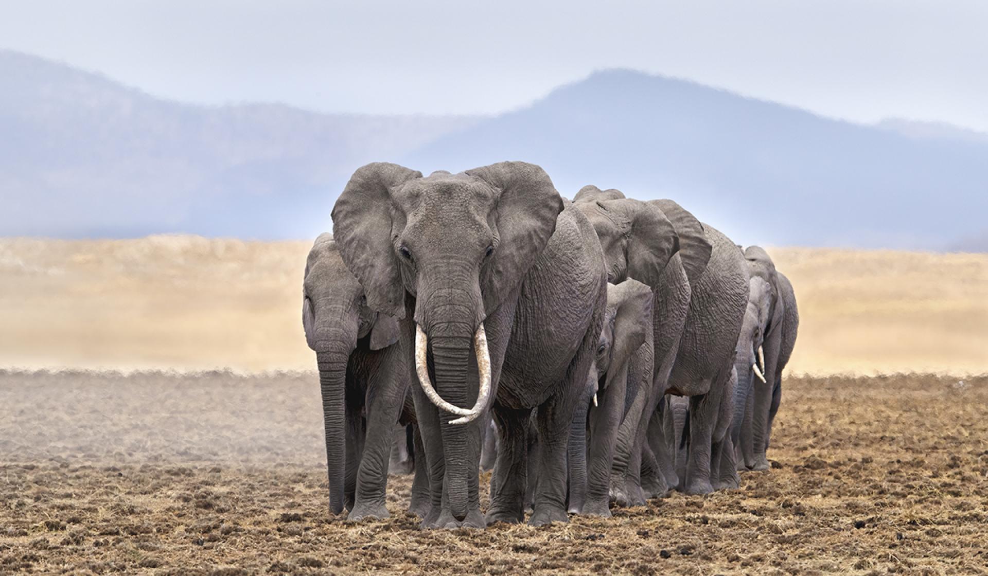 European Photography Awards Winner - Amboseli Elephants