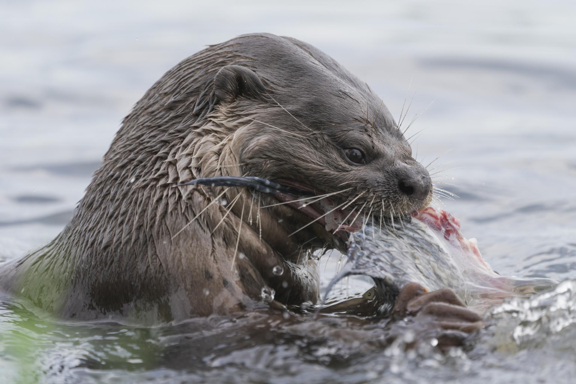 European Photography Awards Winner - Otter Mealtime