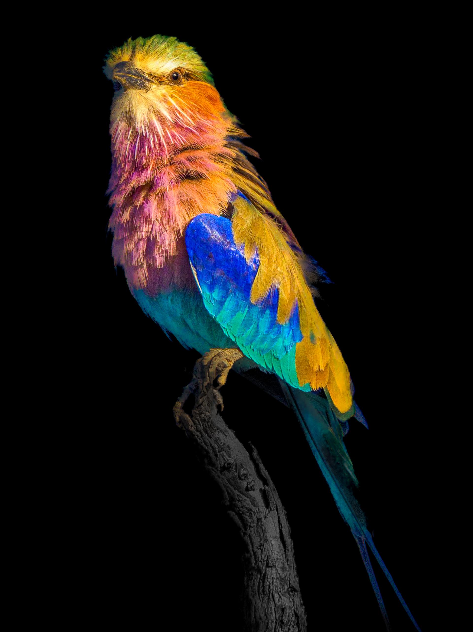 European Photography Awards Winner - Capturing the Essence of Nature: A Study in Contrast