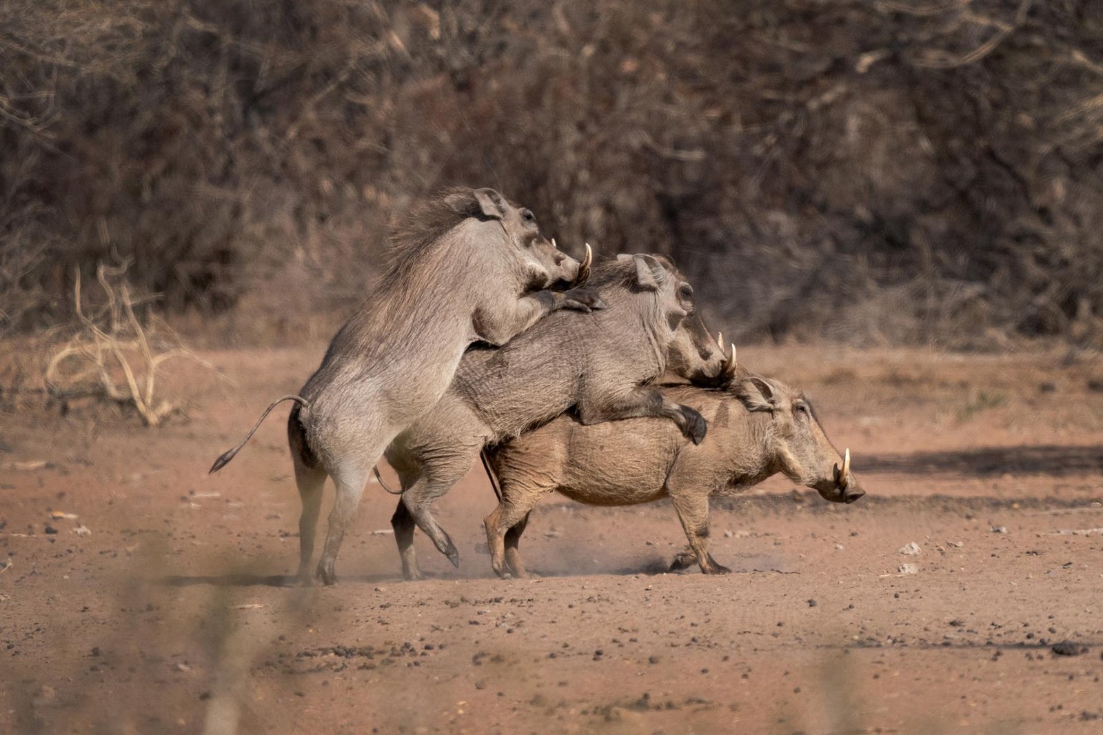European Photography Awards Winner - The Wild Life